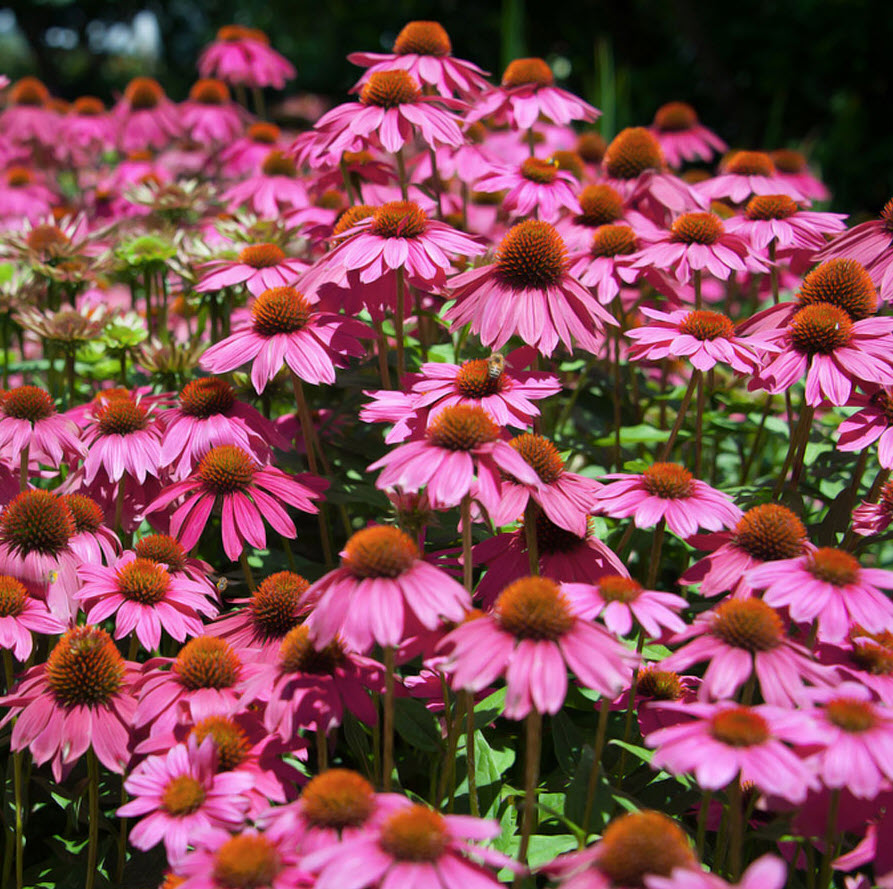 Echinacea 'Kim's Knee High' - Kim's Knee High Coneflower