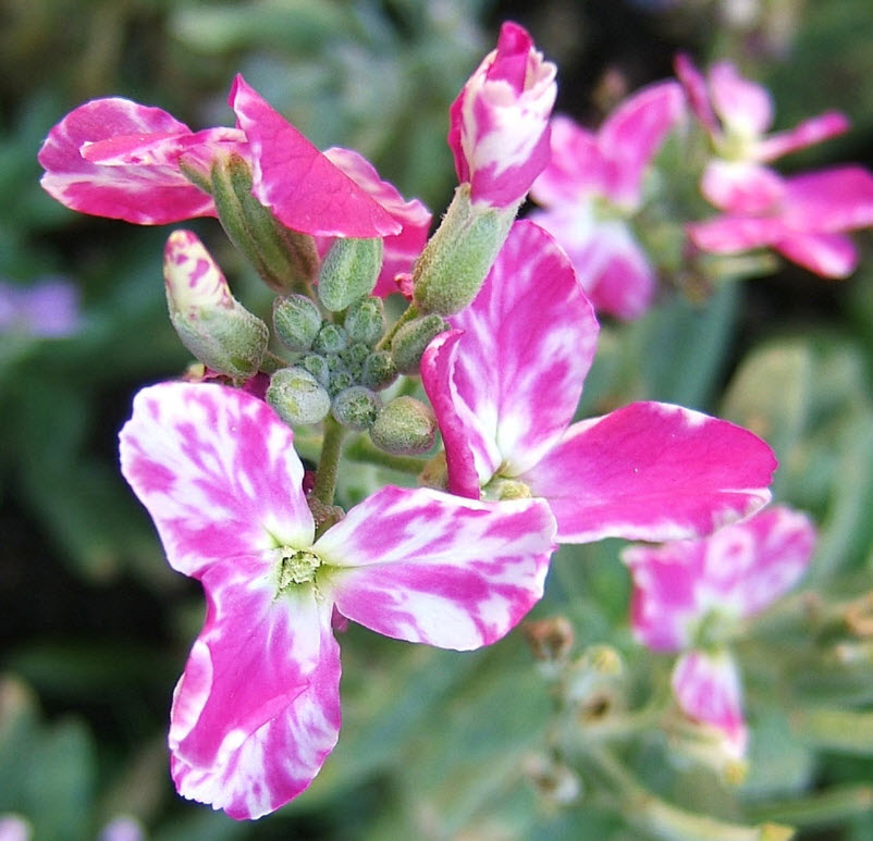 Метеола. Matthiola incana. Маттиола футболист. Маттиола Хармони микс 250шт. ..Matthiola incana что за цветы название по русскому.