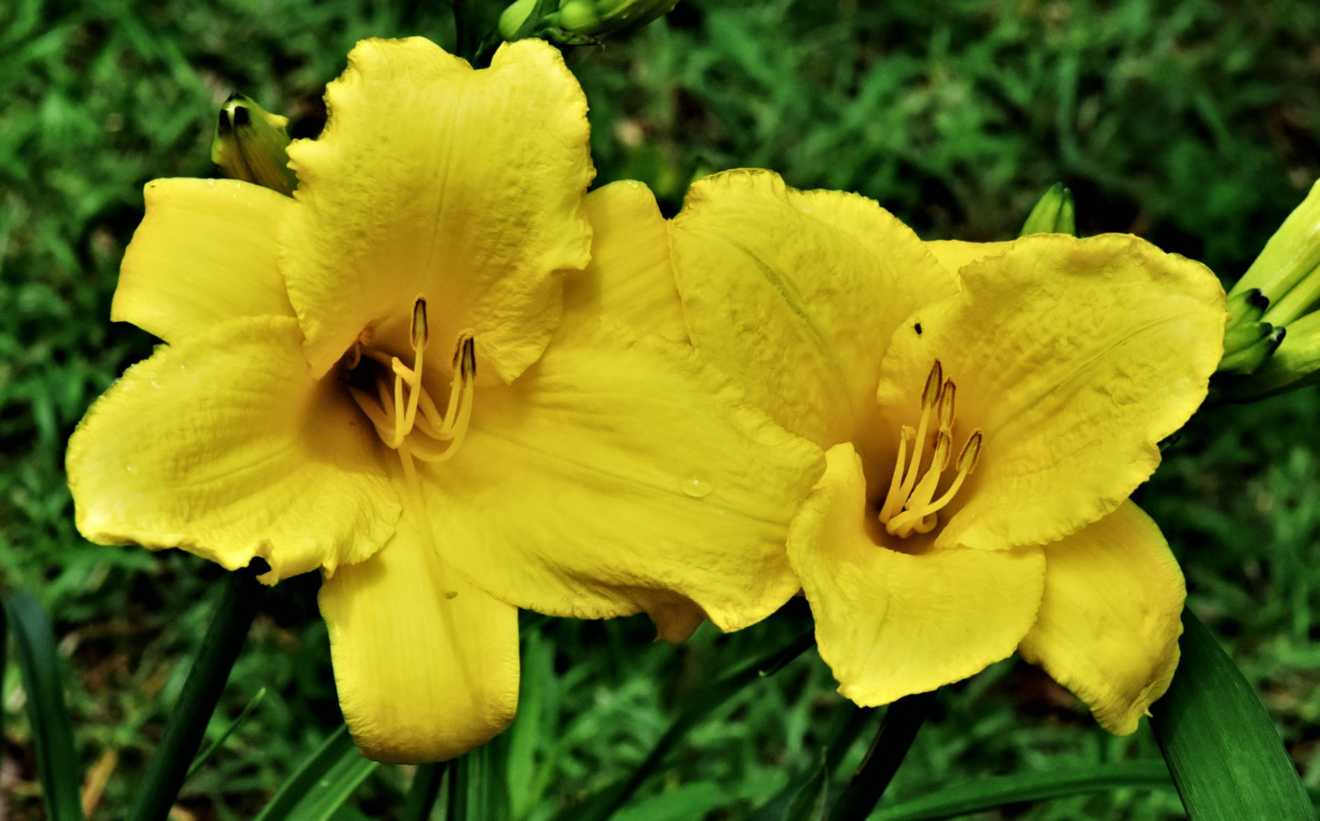 Hemerocallis 'Hyperion' - Hyperion Daylily | PlantMaster