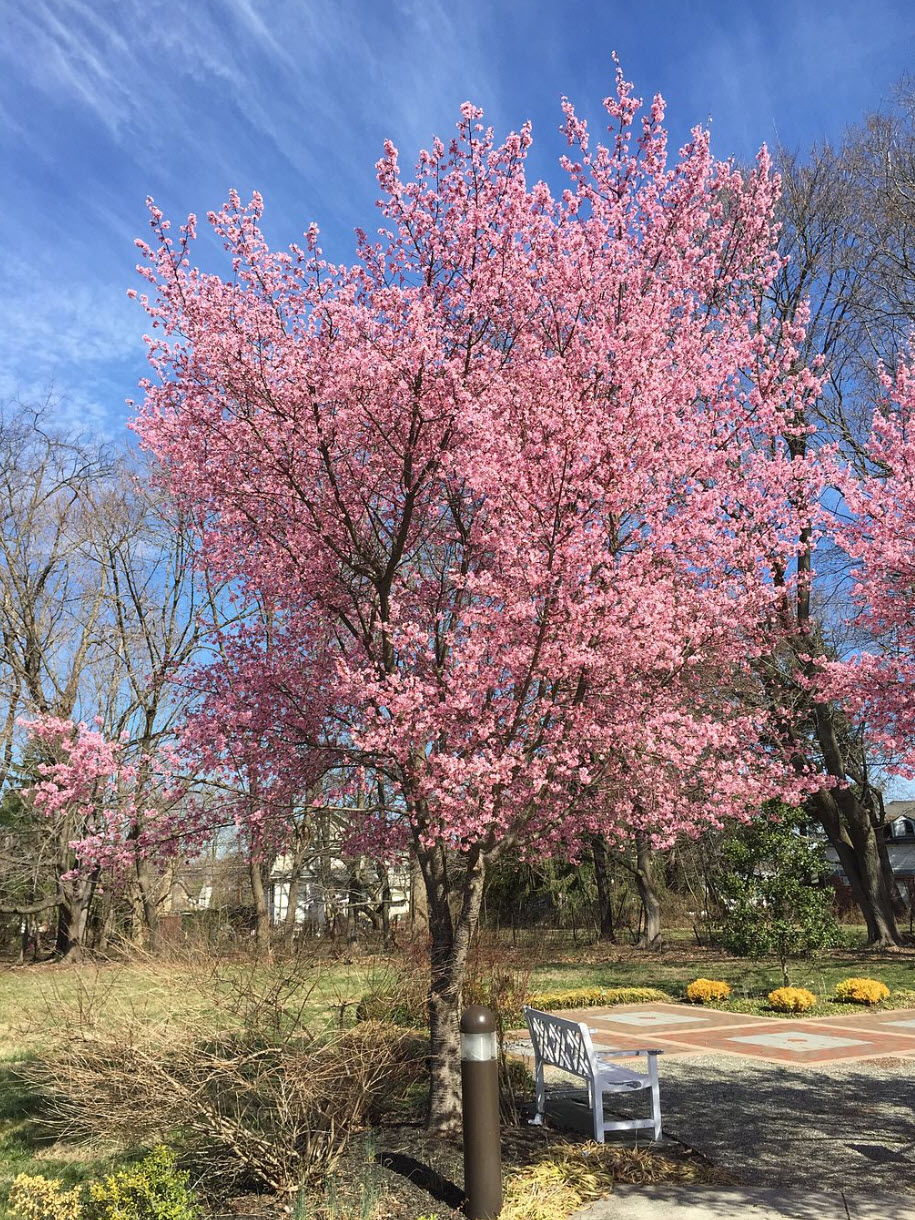 Prunus x incam 'Okame' - Taiwan Cherry | PlantMaster