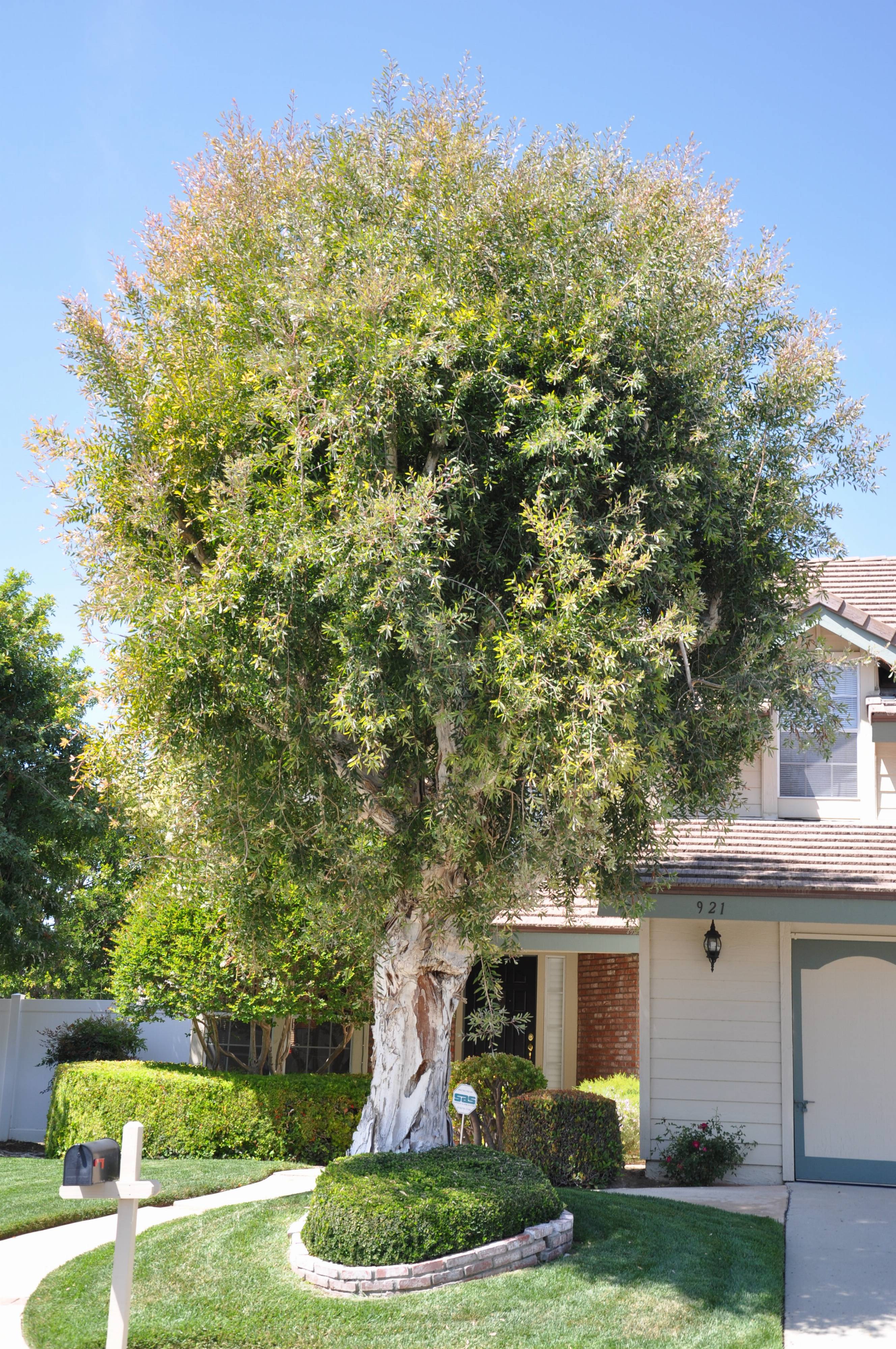 Melaleuca quinquenervia