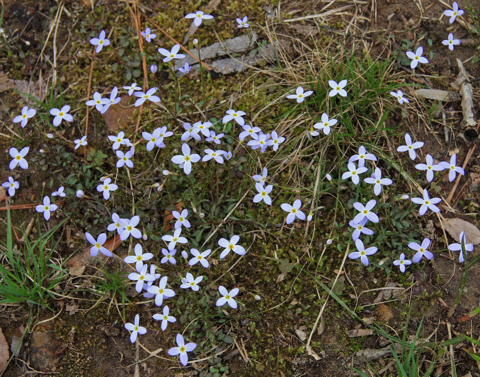 35 BLUE Wildflowers Found in the United States! (ID GUIDE) - Bird Watching  HQ