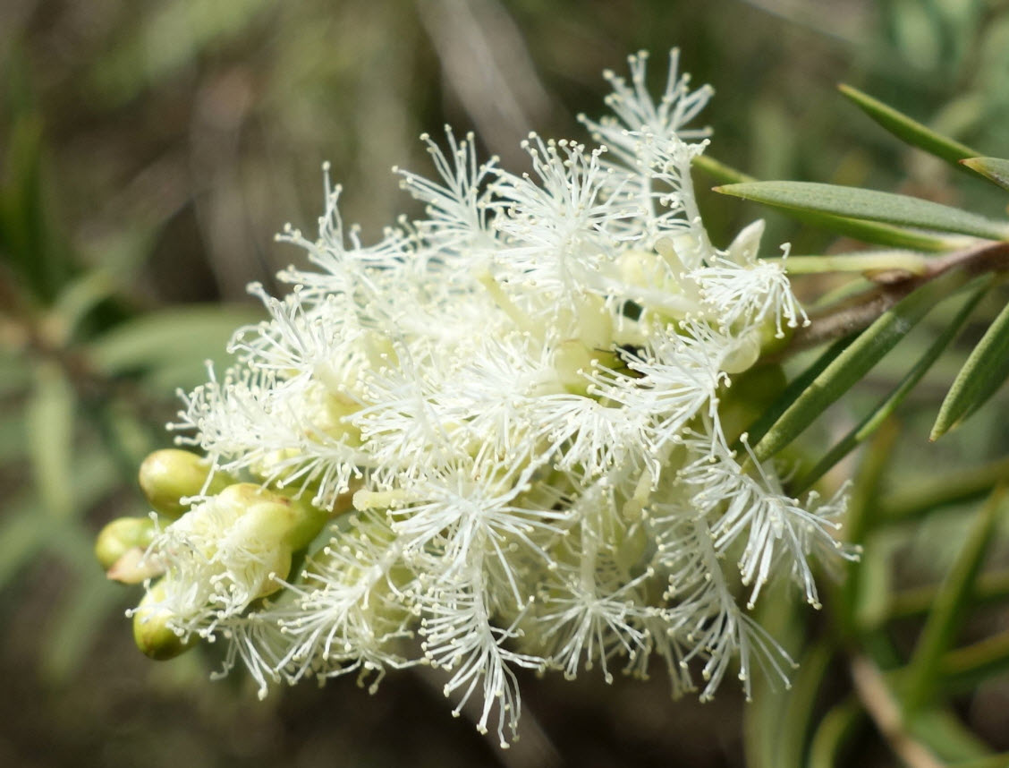 Melaleuca linariifolia