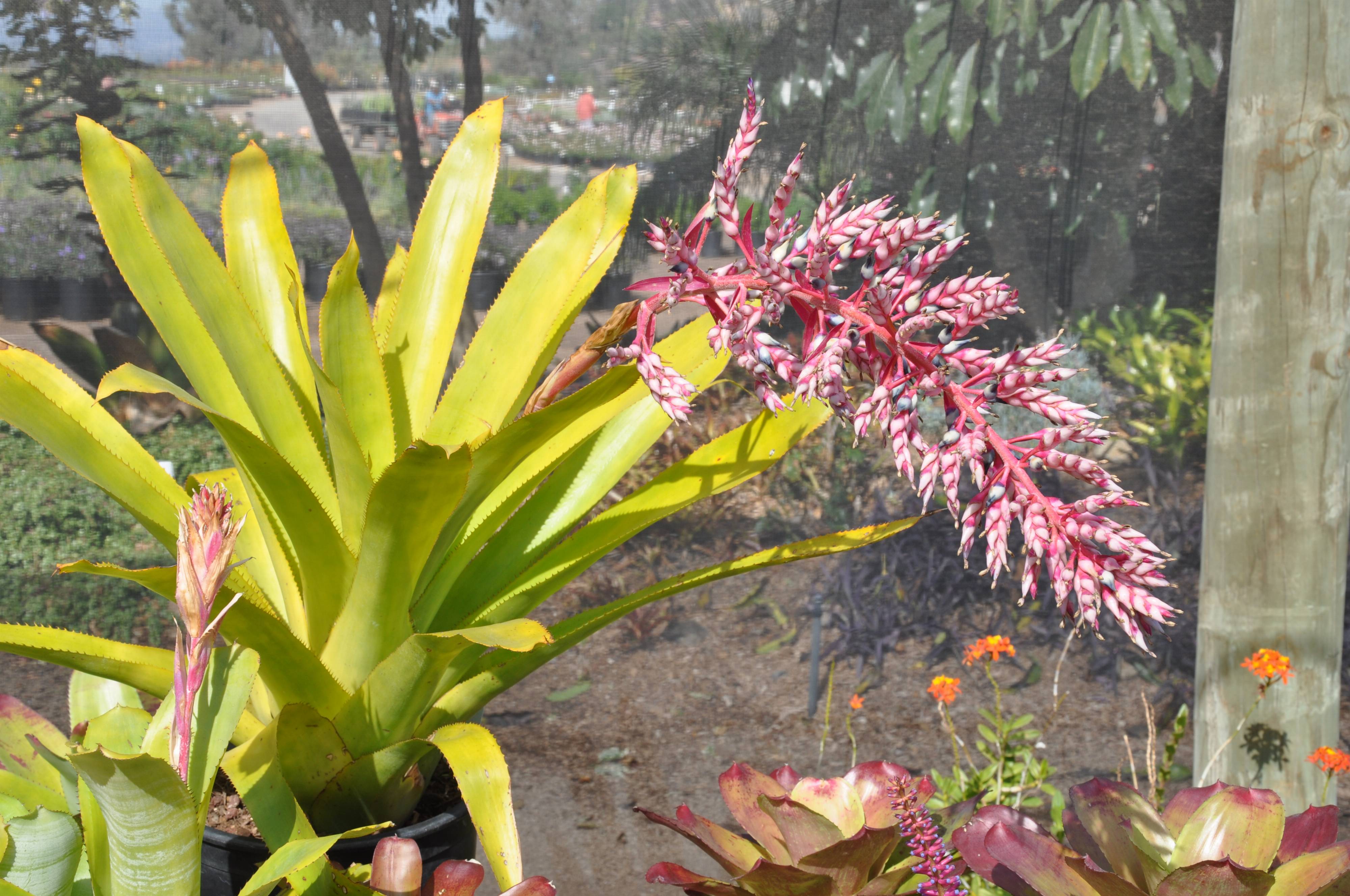Neoregelia cultivars - Neoregelias | PlantMaster