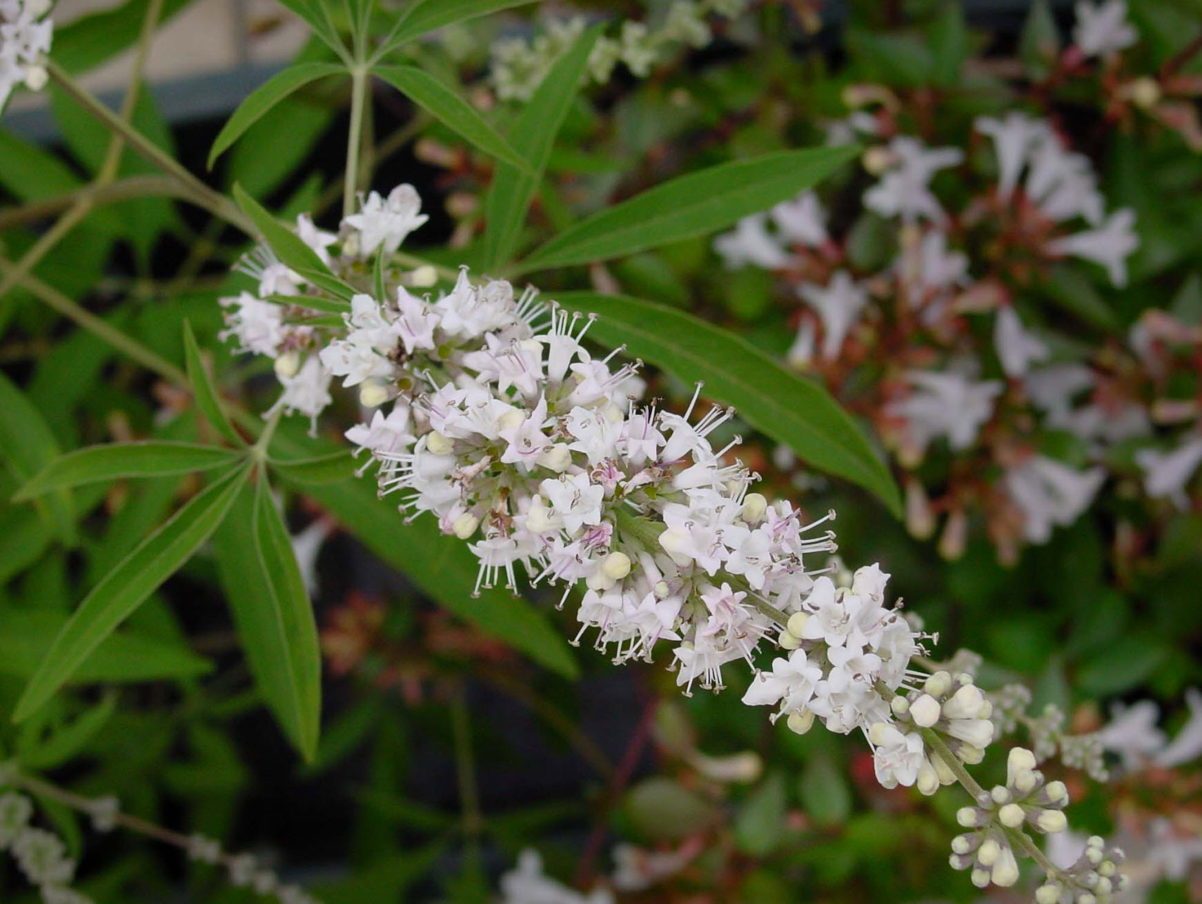 Vitex agnus-castus 'White' - White Chaste Tree | PlantMaster