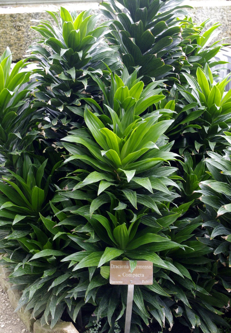 Dracaena fragrans - Corn Plant | PlantMaster