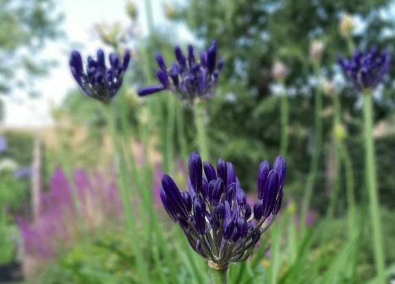 Agapanthus Black Pantha 