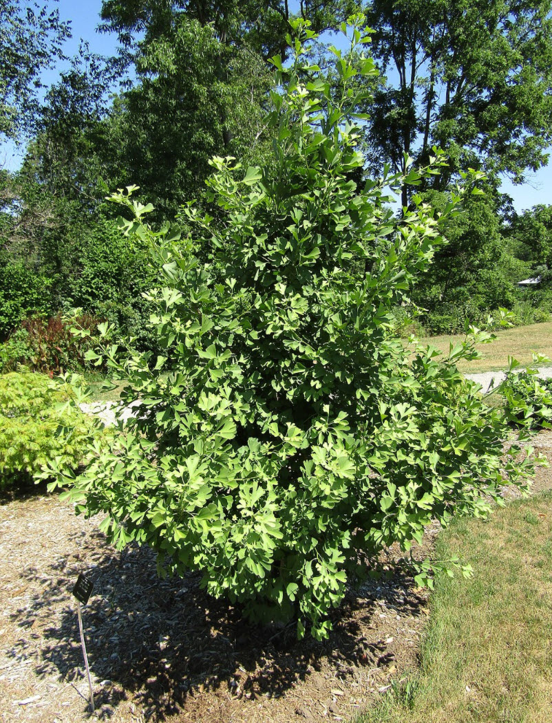 Ginkgo biloba 'Jade Butterflies' - Jade Butterflies Ginkgo Ginkgo biloba 'Jade Butterflies' - Jade Butterflies Ginkgo