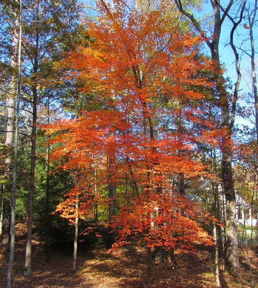 Southern Sugar Maple (Acer floridanum)