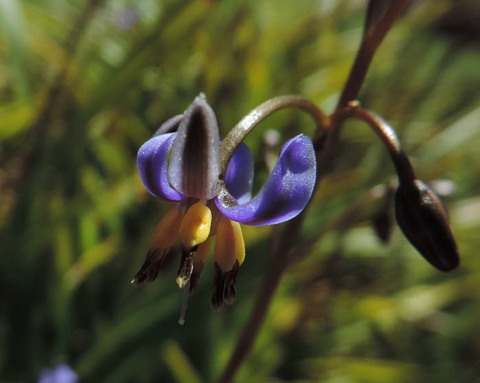 Dianella tasmanica - Tasmanian Flax Lily | PlantMaster