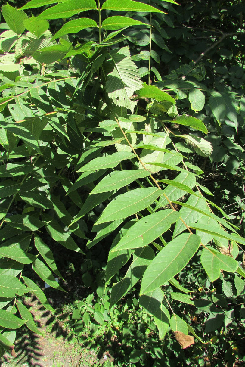 Carya ovalis Red Hickory PlantMaster