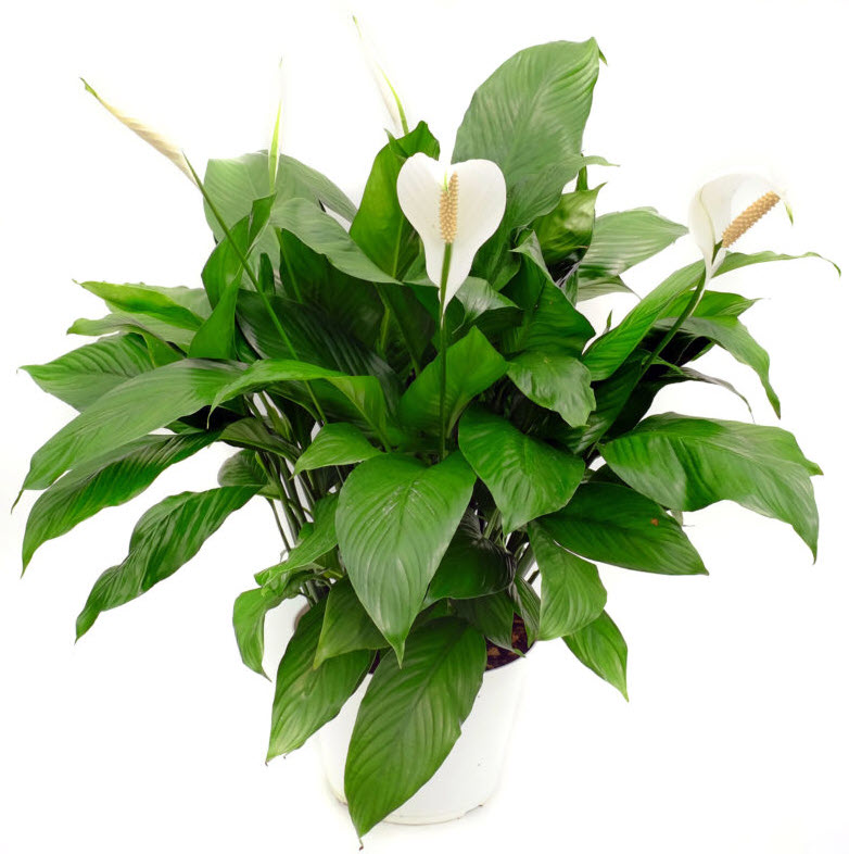 long stem succulent plants String of Tears Senecio Herreianus main image 0