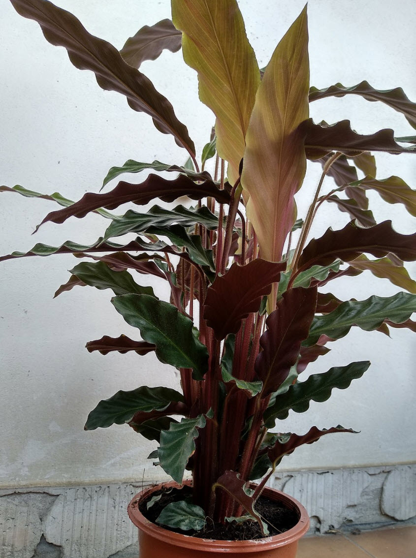 calathea pictura argentea Calathea Picturata Argentea | Plants main image 1