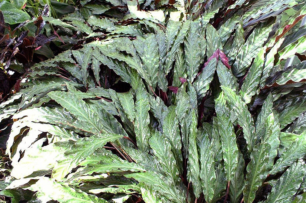 Calathea rufibarba - Velvet Calathea | PlantMaster