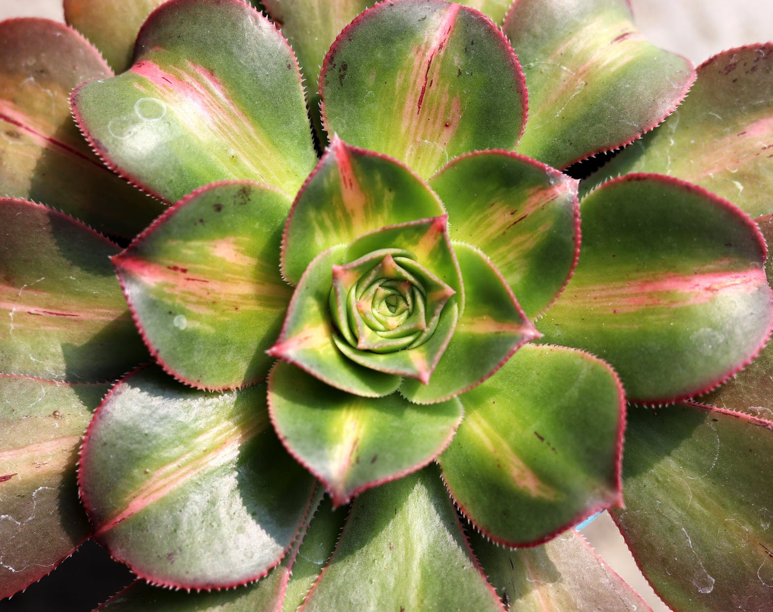 Aeonium urbicum 'MoonBurst' - Moonburst Parasol Aeonium | PlantMaster