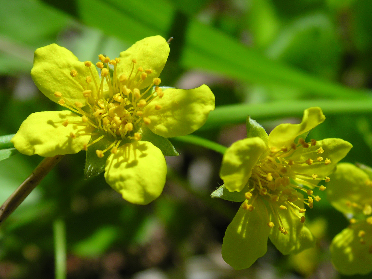 Waldsteinia fragarioides - Barren Strawberry | PlantMaster