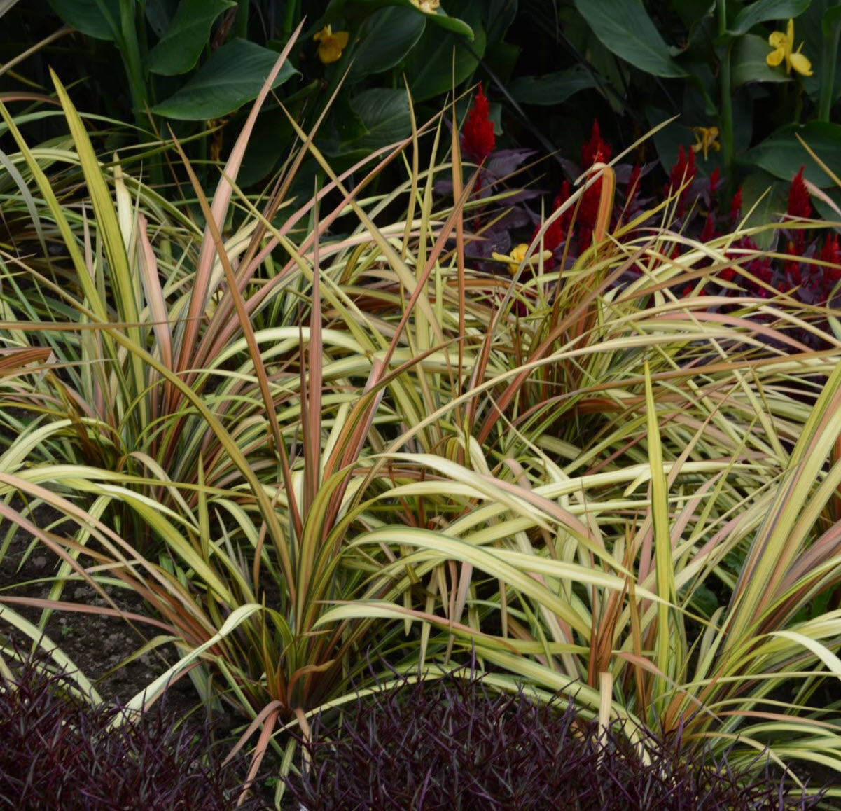 Cordyline Cha Cha Cha Cha Cordyline PlantMaster