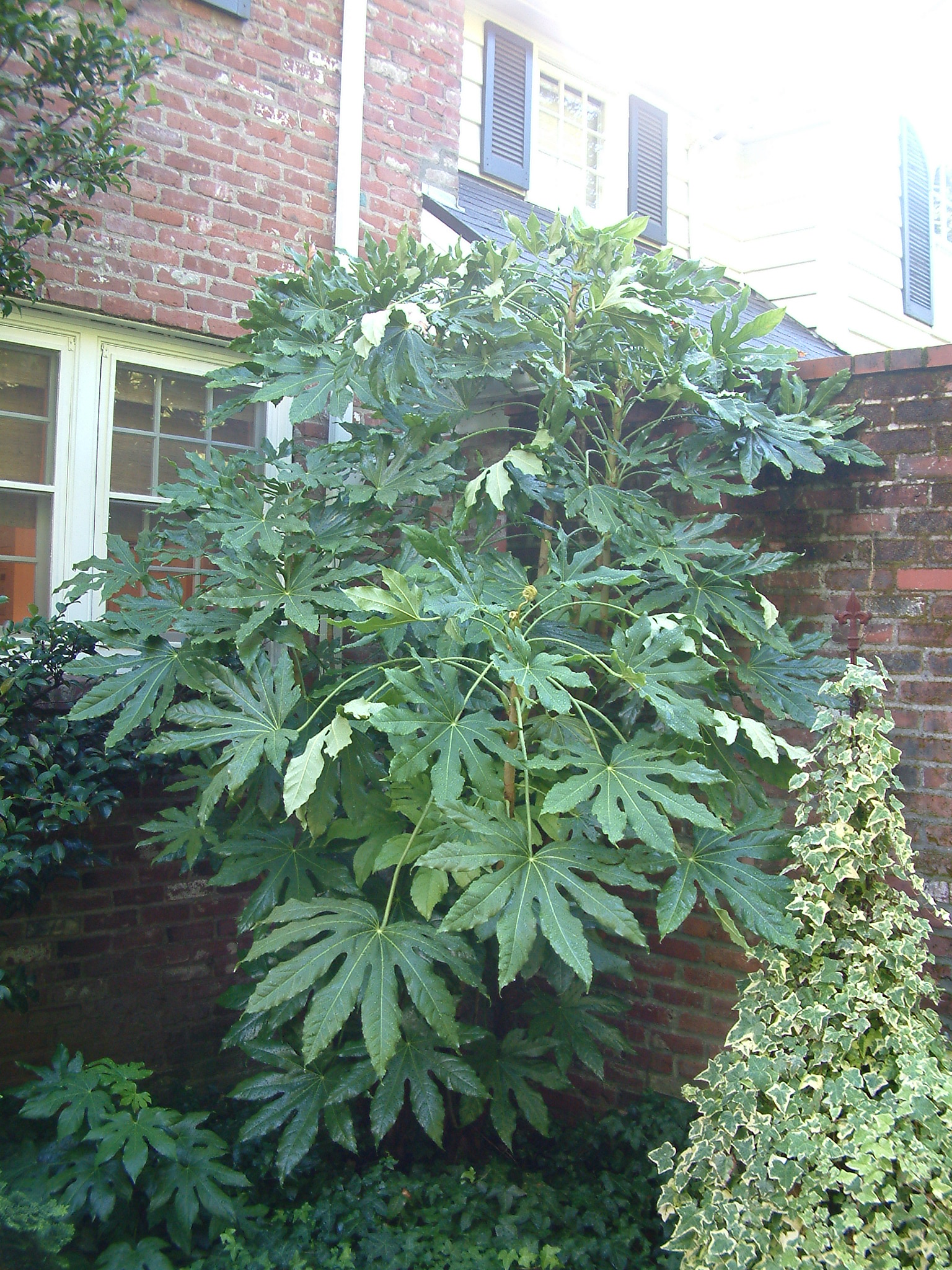 Fatsia japonica - Japanese Aralia | PlantMaster