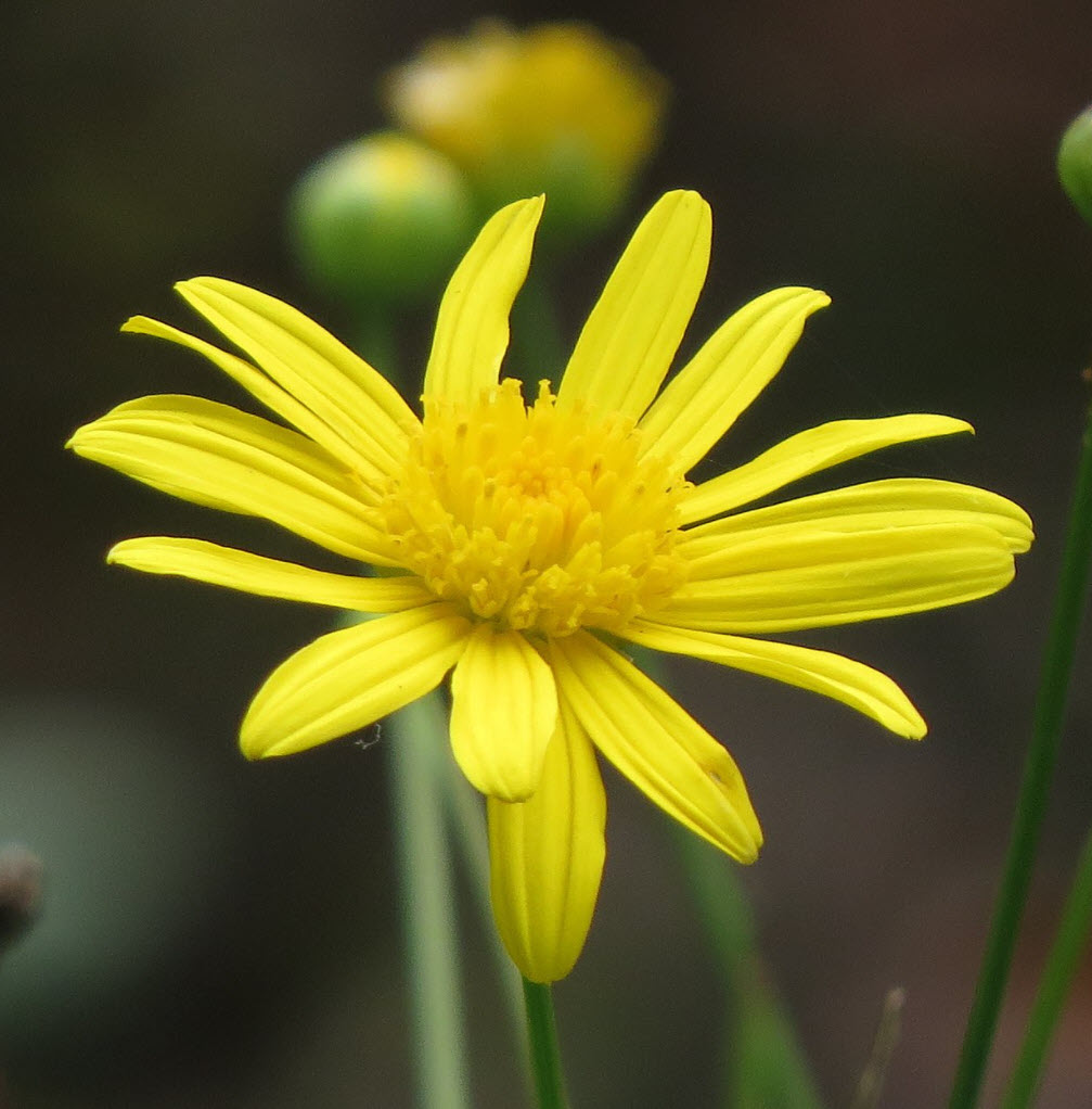 Euryops chrysanthemoides - African bush daisy | PlantMaster