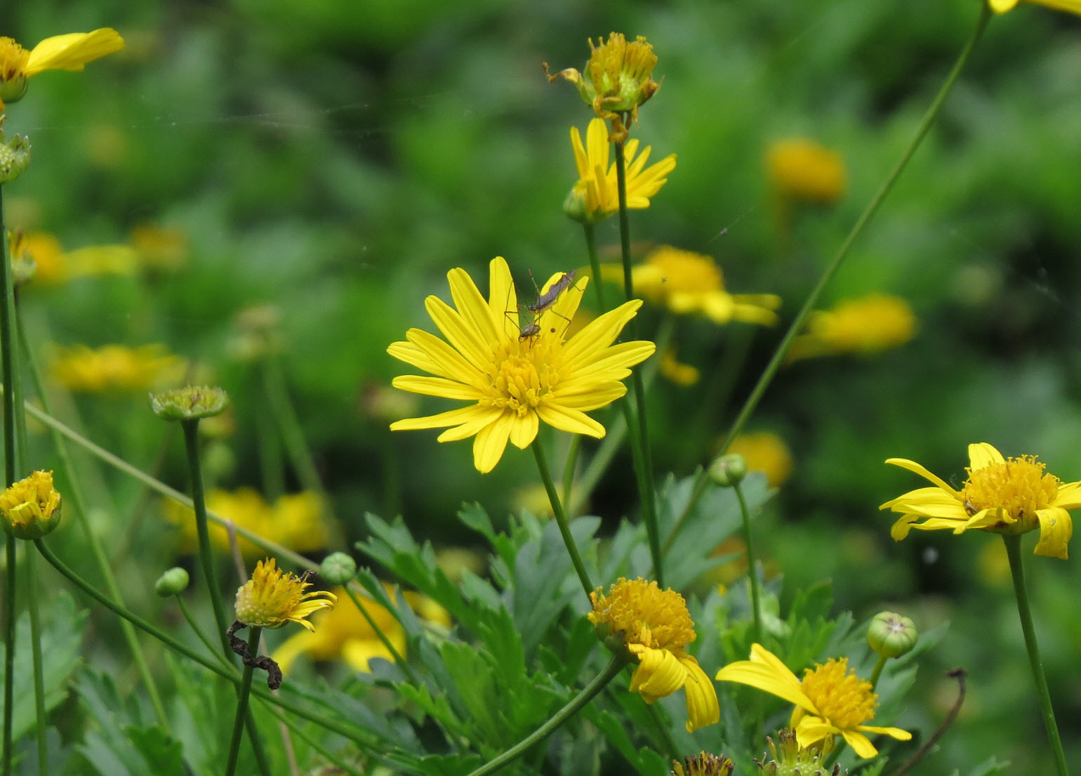 Euryops chrysanthemoides - African bush daisy | PlantMaster