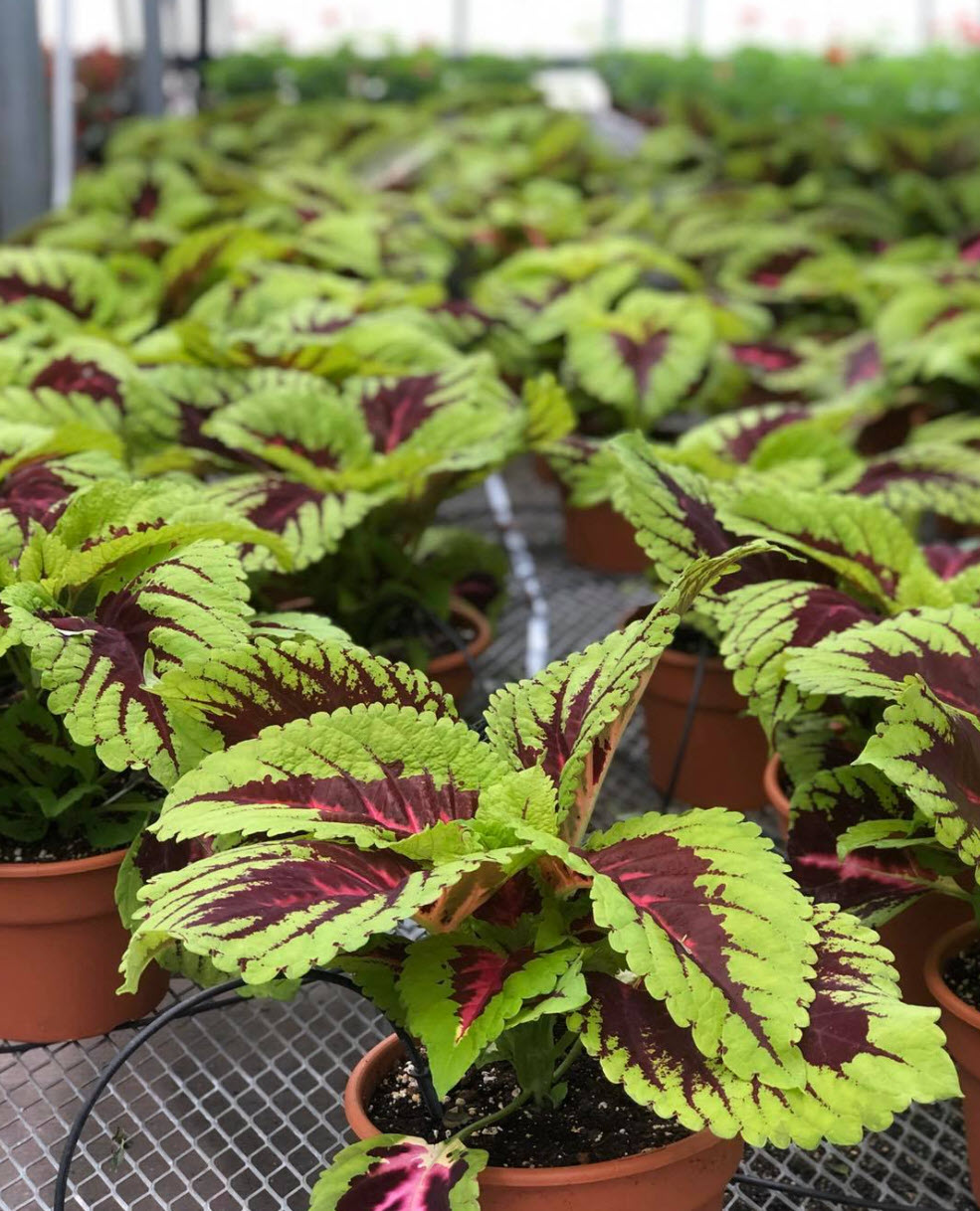 Coleus hybrids - Coleus Varieties | PlantMaster