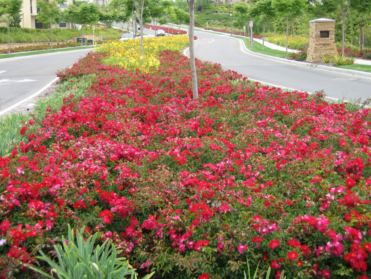 Flower Carpet Red Rose (Rosa 'Flower Carpet Red') in Frankfort Chicago St  Johns Tinley Joliet Orland Illinois IL at Alsip Home and Nursery