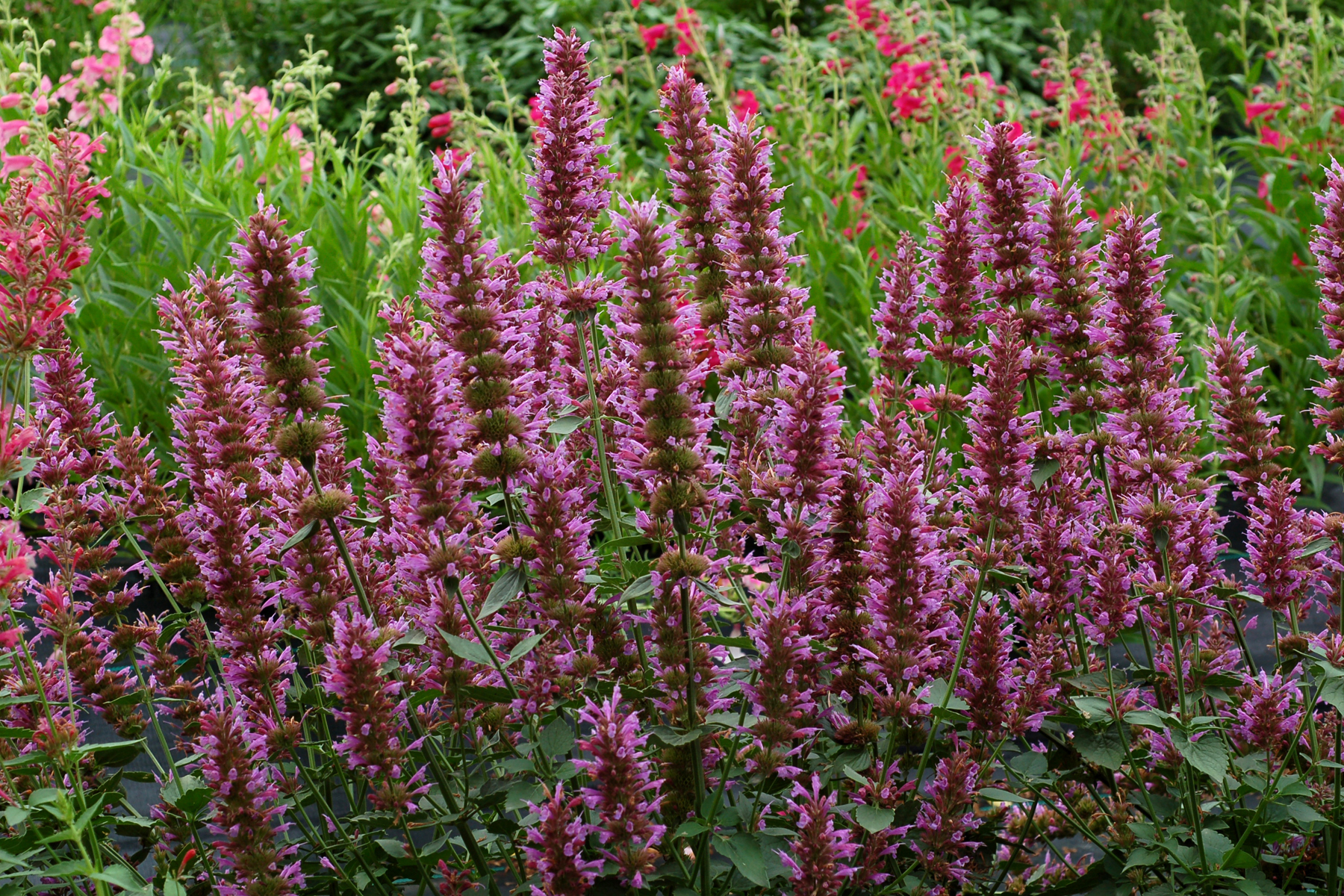 Лофант гибридный kudos coral. Лофант агастахе. Агастахе уход. Лофант мексиканский. Агастахе йоркшир.