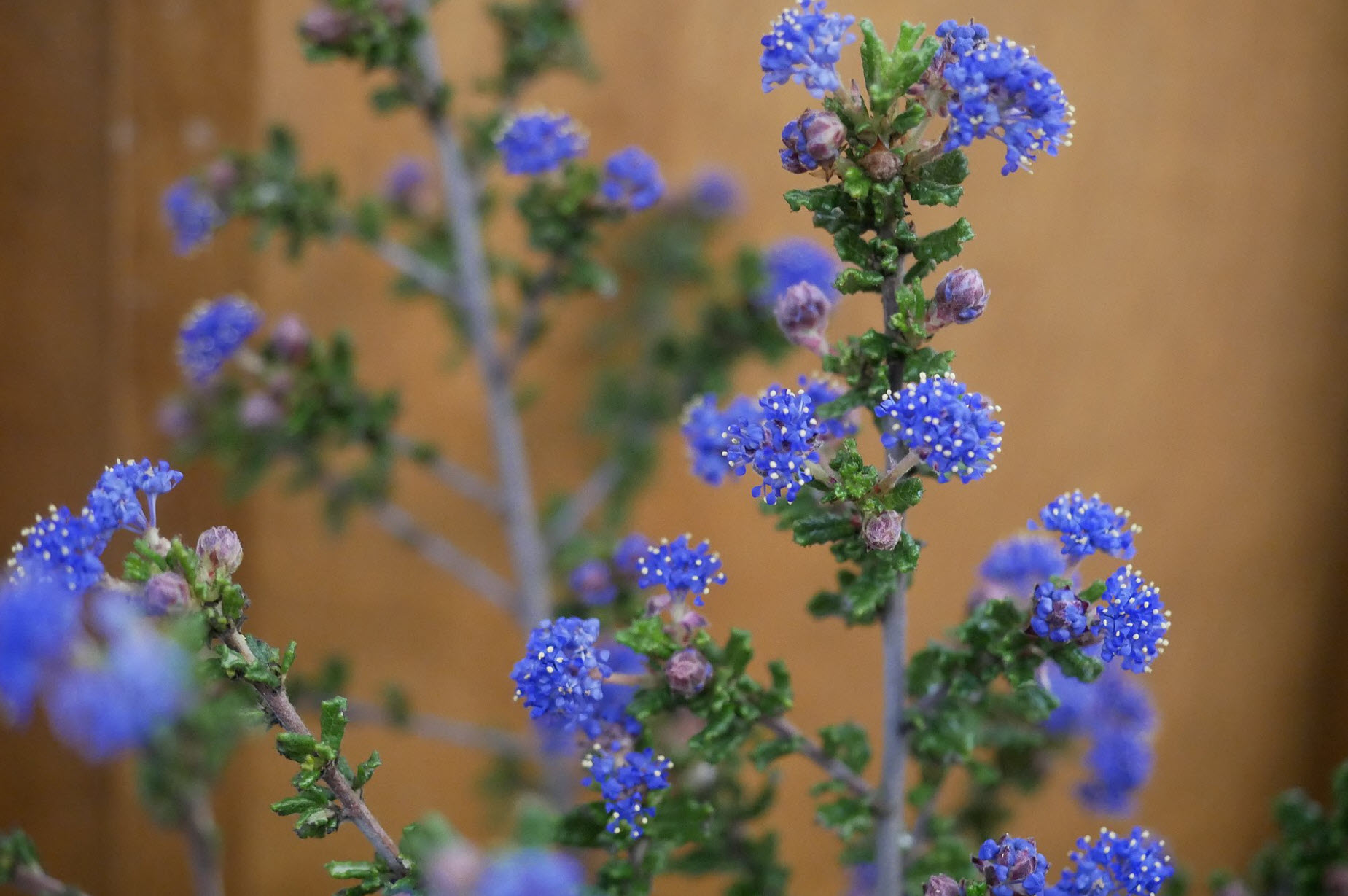 Ceanothus dentatus - Sandscrub Ceanothus | PlantMaster
