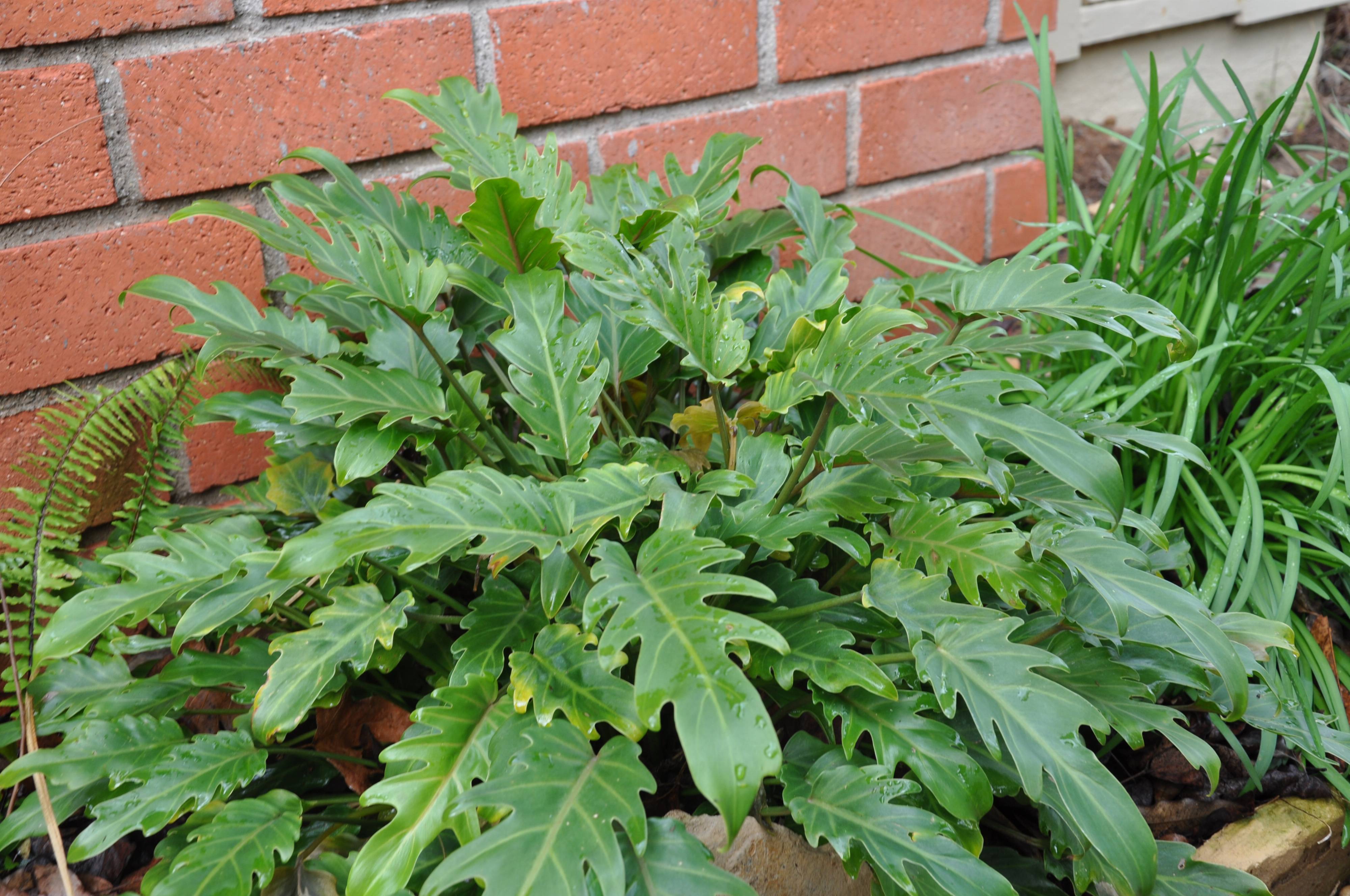 licorice plant benefits LeafLea Licorice Tea – Natural Licorice Root Herbal Tea, Caffeine-Free