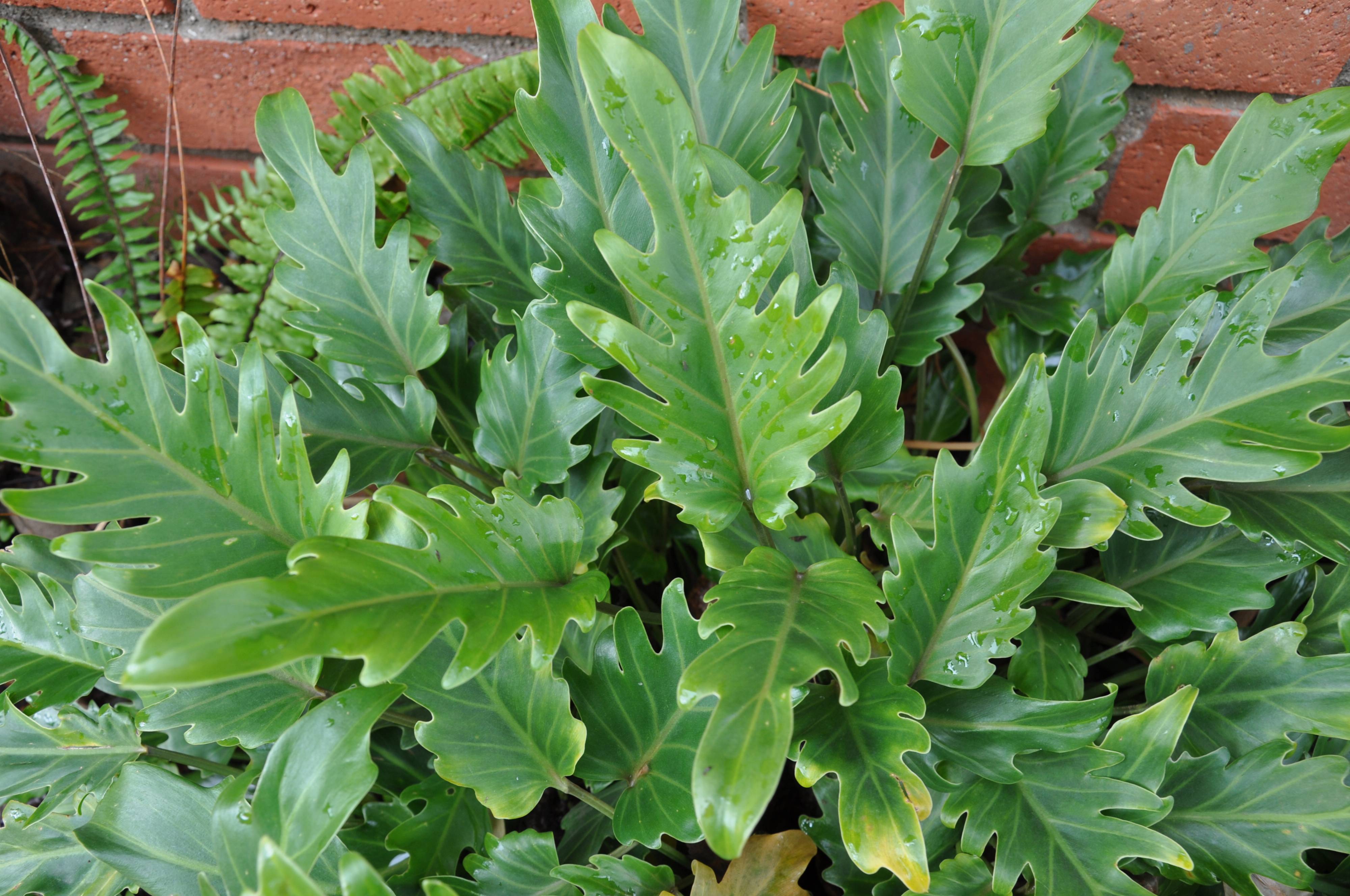 Philodendron x 'Xanadu' - Winterbourn Philodendron | PlantMaster