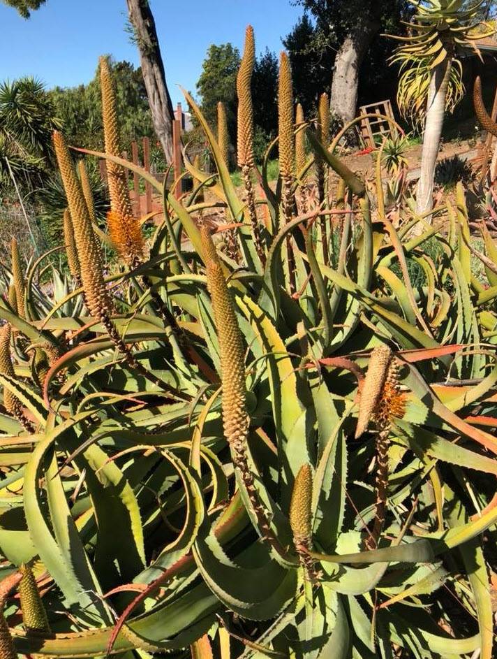 aloe vera creme in der schwangerschaft Hyaluron Gesichtscreme mit Aloe Vera