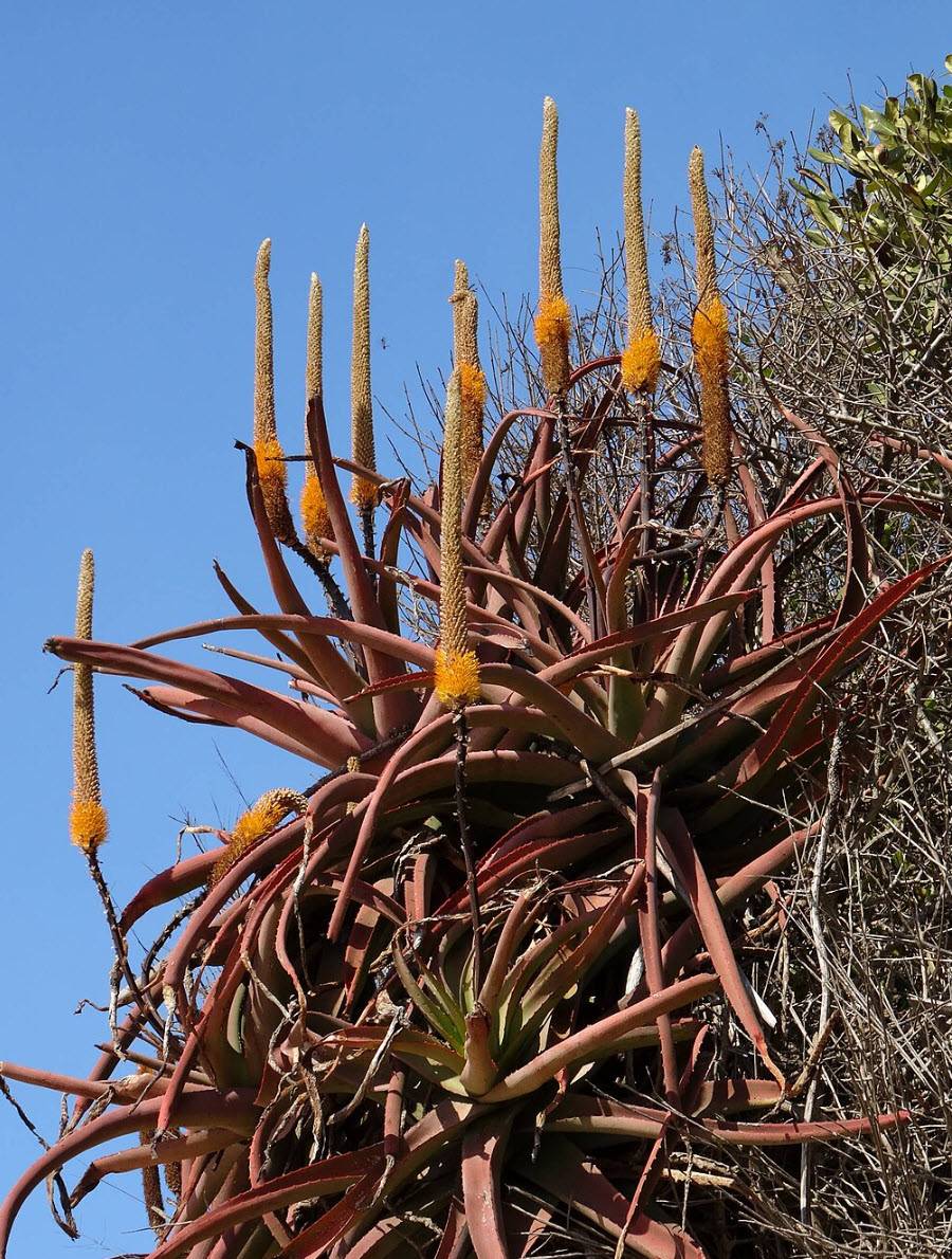 Aloe spicata - Bottle-brush Aloe | PlantMaster