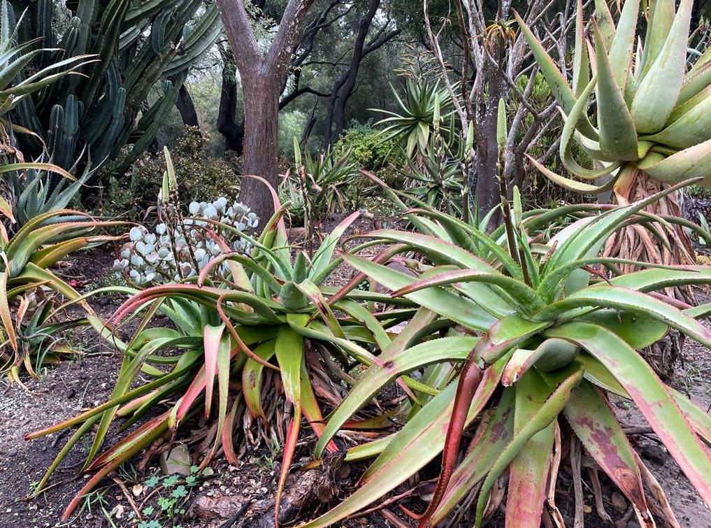 aloe finca Your Home Needs This Healing Plant main image 1