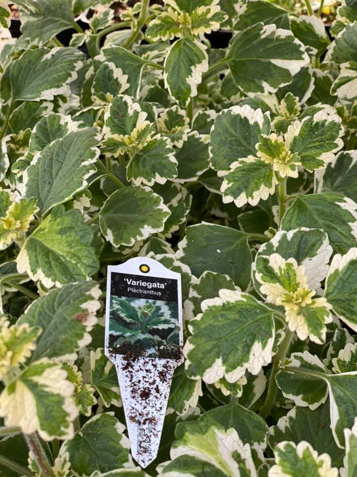 Plectranthus forsteri 'Marginatus' - Variegated Swedish Ivy | PlantMaster