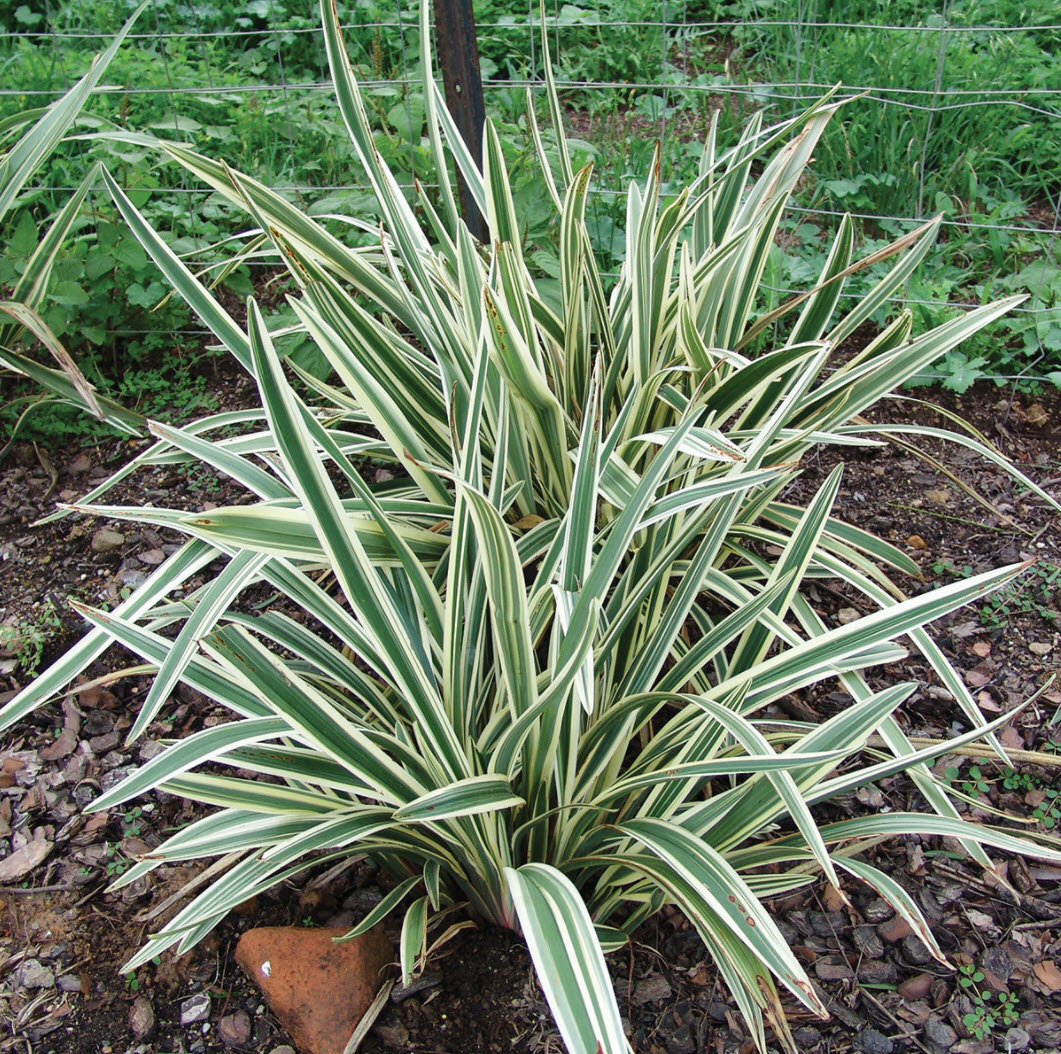 daphne odora plant Daphne odora (Winter Daphne) – Green Thumb Nurseries main image 0