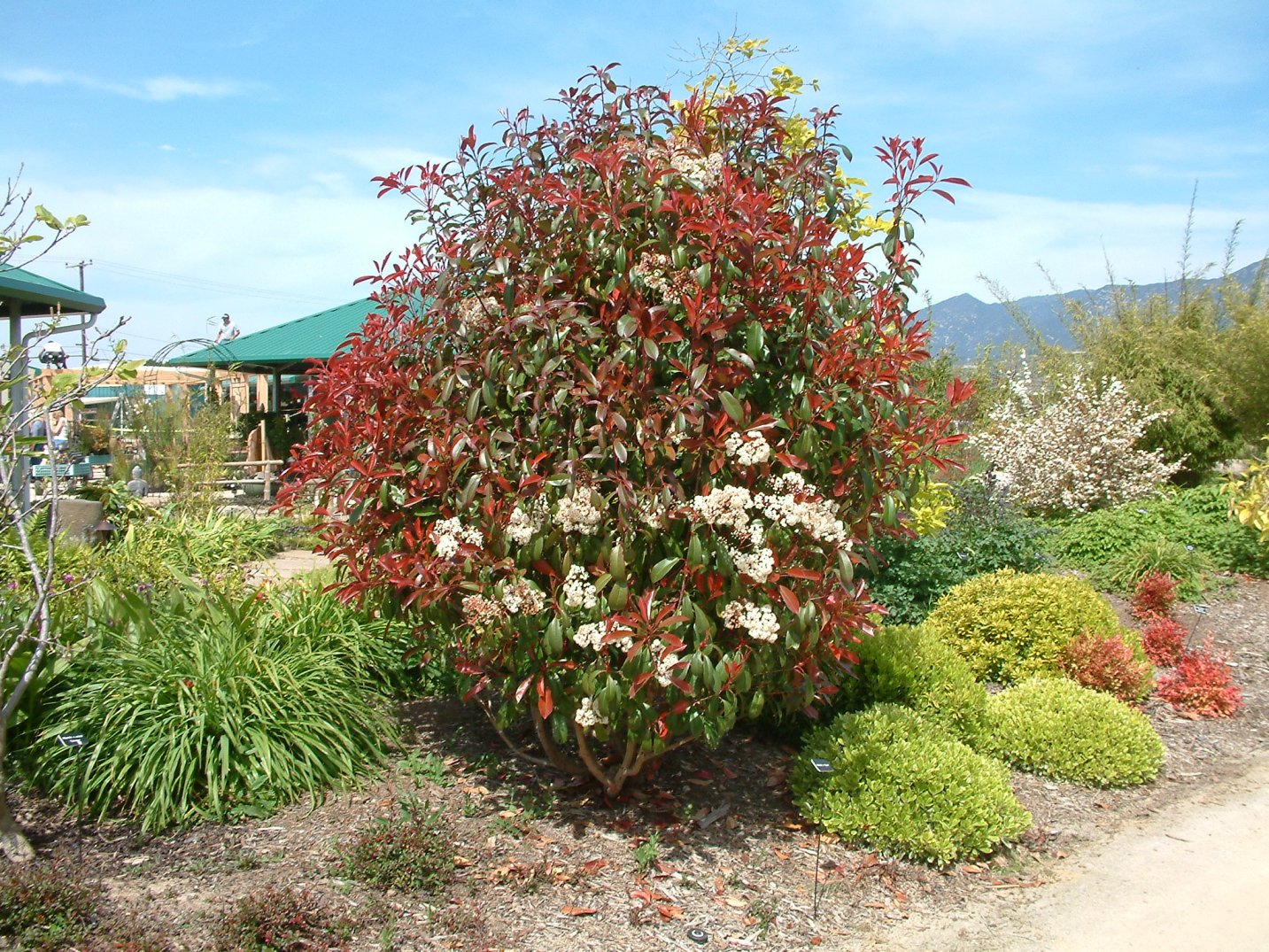 image.title Photinia X Fraseri: A Comprehensive Guide To This Popular Evergreen Shrub