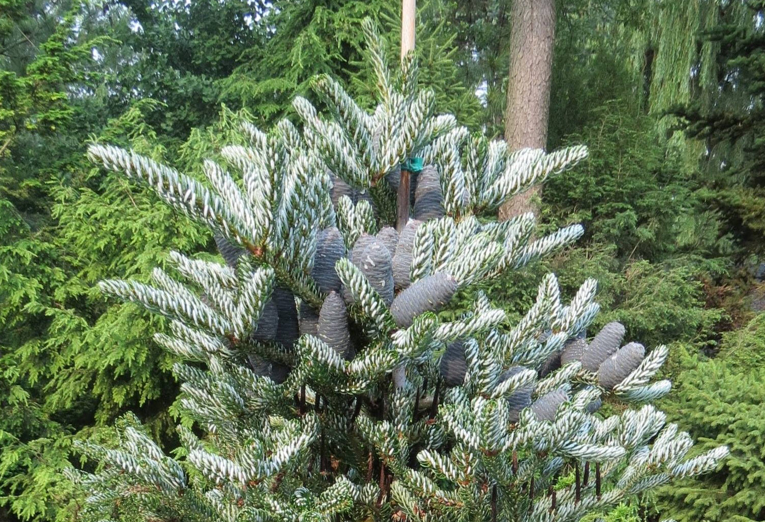 Abies koreana 'Silver Show' - Silver Show Korean Fir