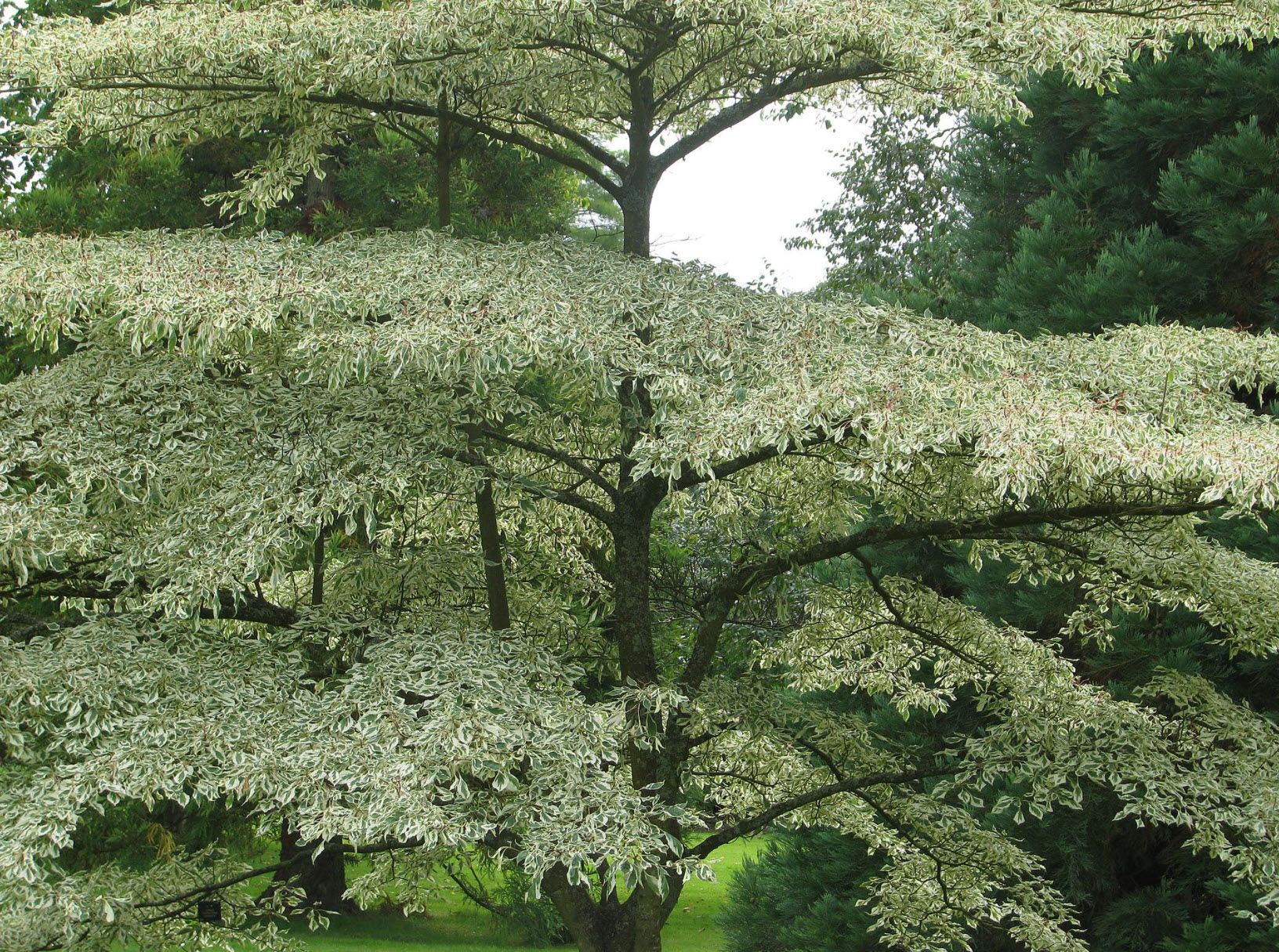 Cornus alternifolia argentea - Pagoda Dogwood | PlantMaster