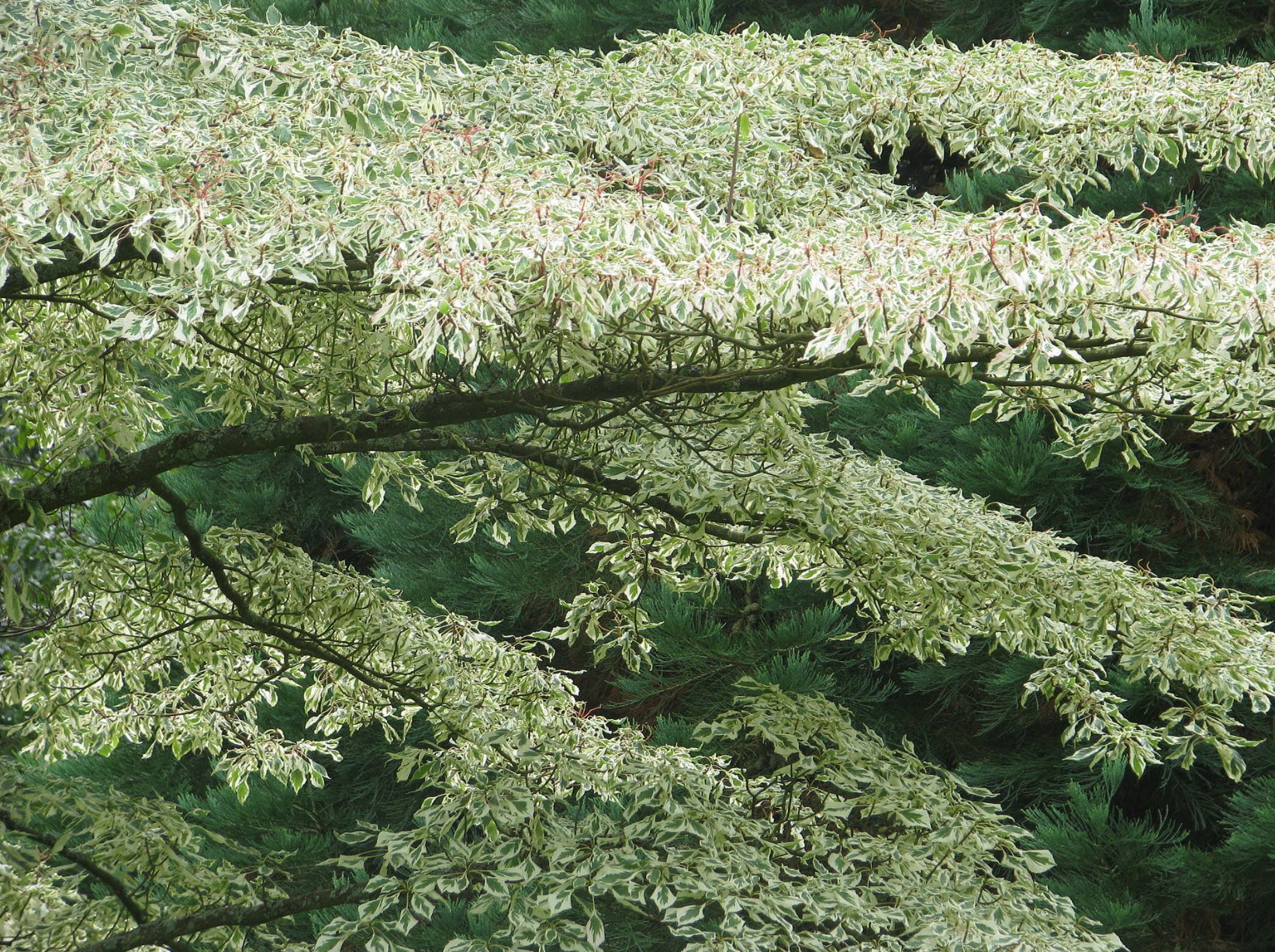 Cornus alternifolia argentea - Pagoda Dogwood | PlantMaster
