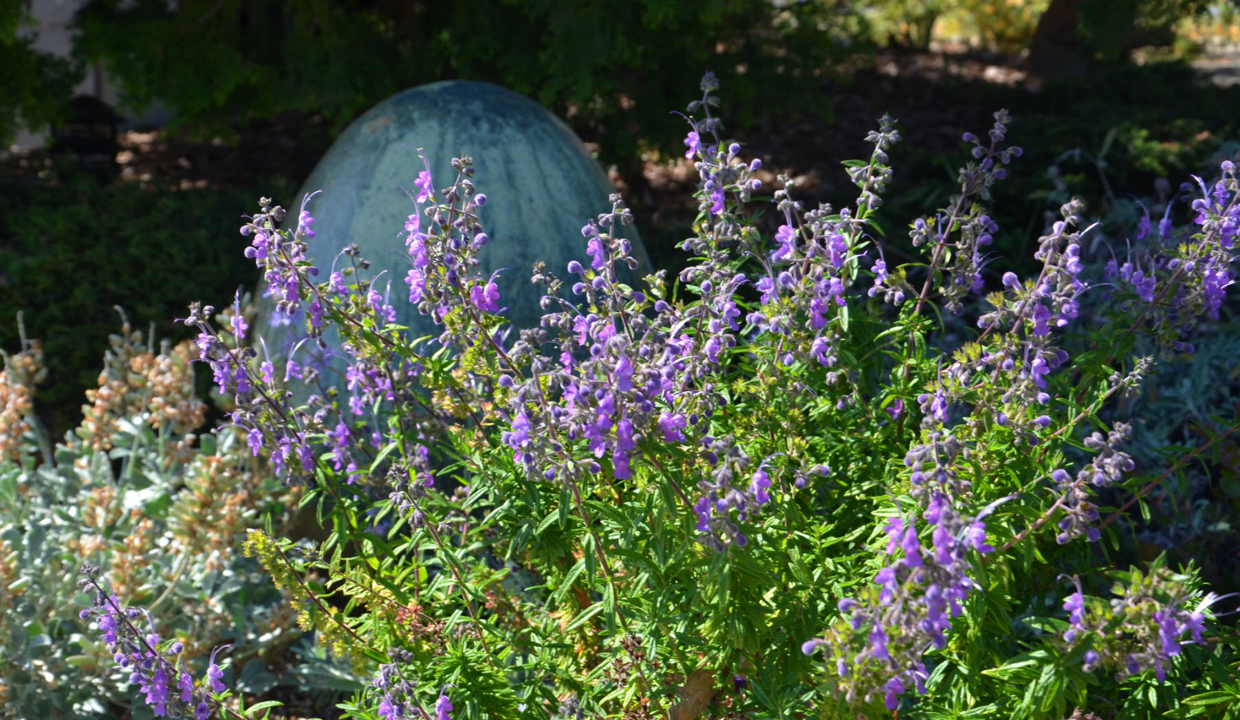 Trichostema 'Midnight Magic' - Midnight Magic Woolly Blue Curls |  PlantMaster