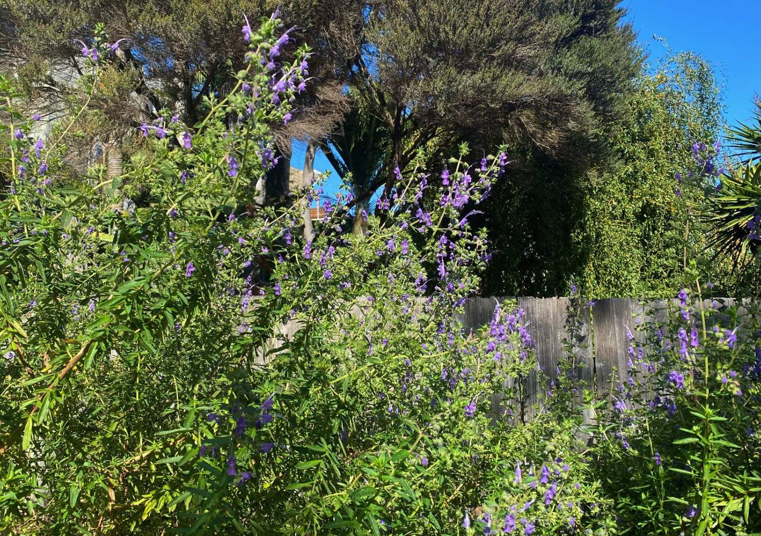 Trichostema 'Midnight Magic' - Midnight Magic Woolly Blue Curls |  PlantMaster