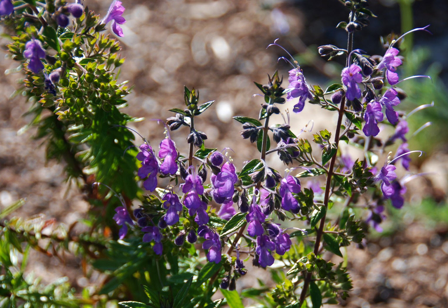 Trichostema 'Midnight Magic' - Midnight Magic Woolly Blue Curls |  PlantMaster