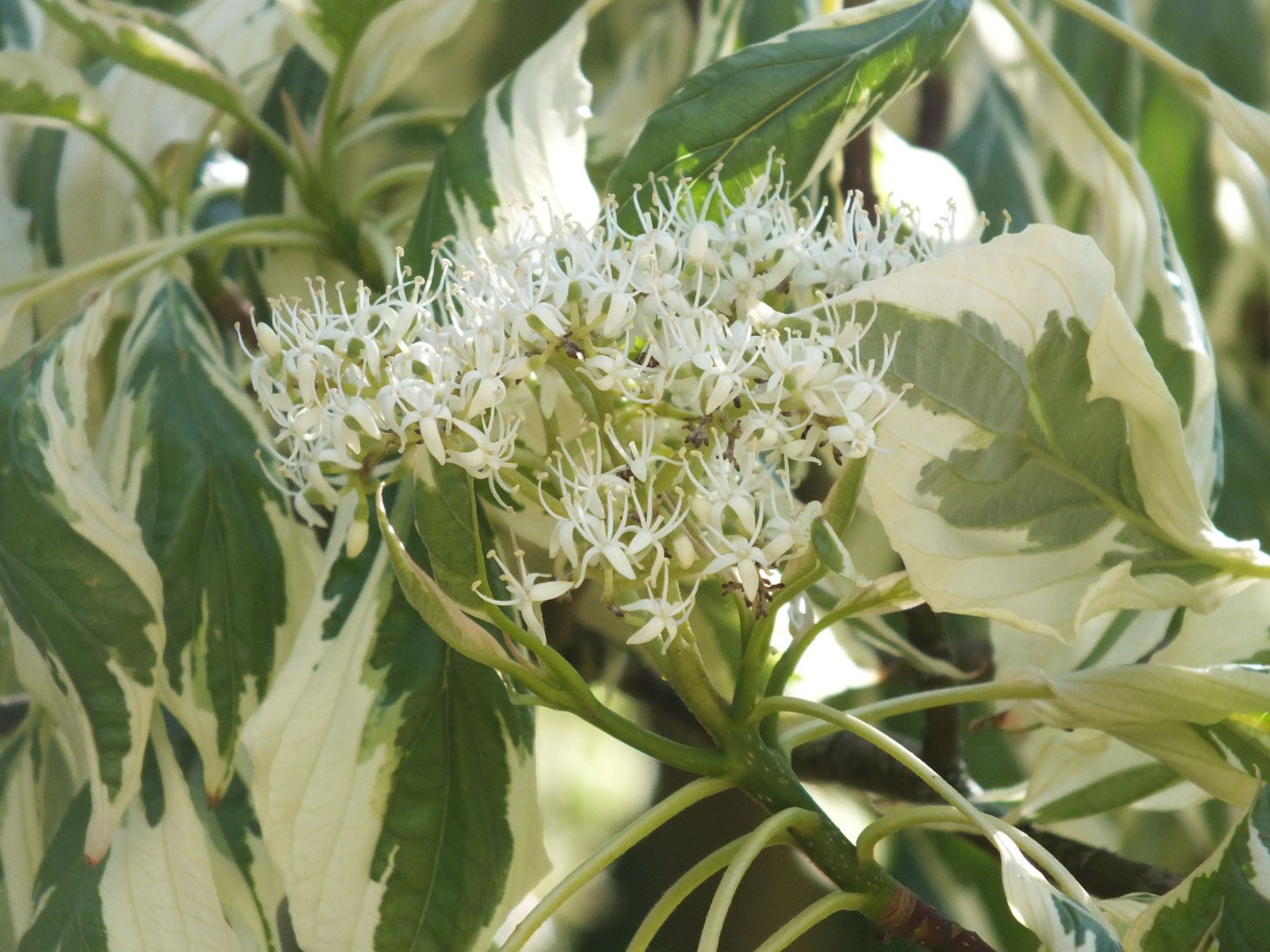 Cornus controversa 'Variegata' - Wedding Cake Tree | PlantMaster
