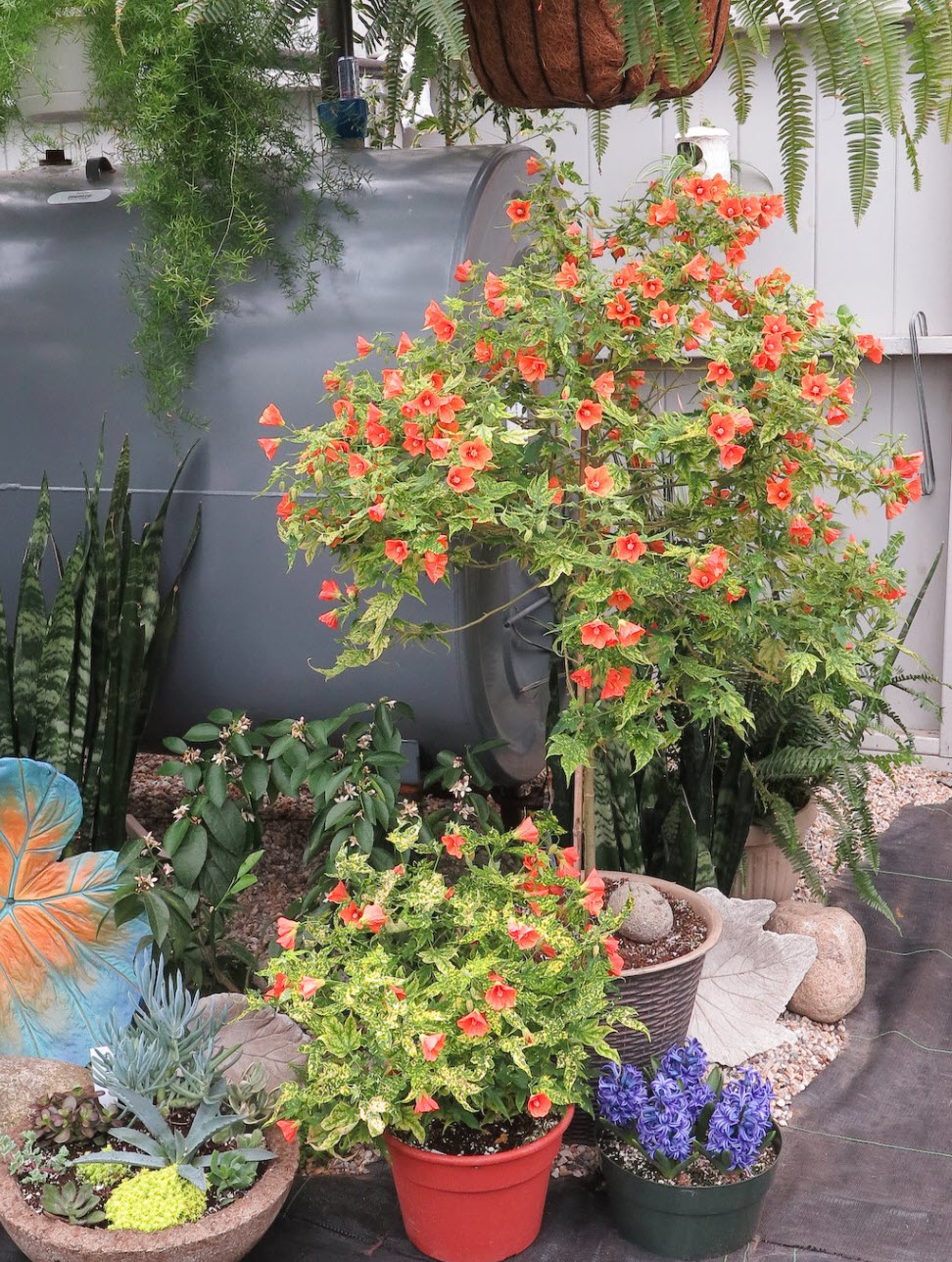 Abutilon 'Variegated Salmon' - Variegated Salmon Flowering Maple |  PlantMaster