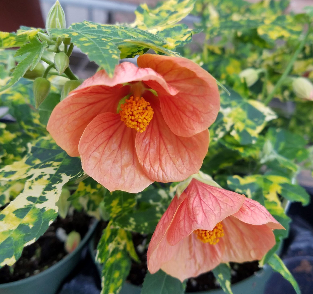 Abutilon 'Variegated Salmon' - Variegated Salmon Flowering Maple |  PlantMaster