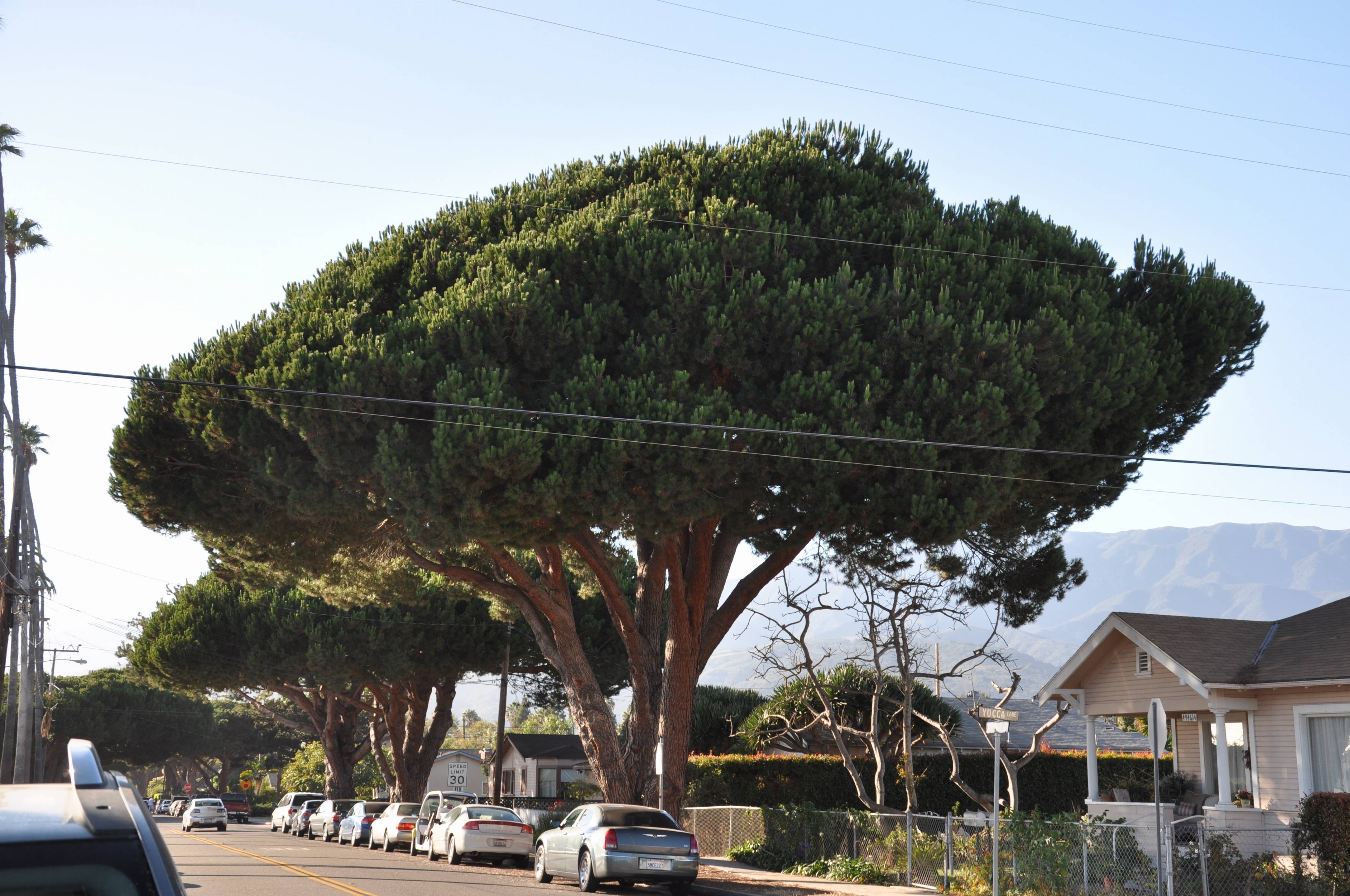 Дерево Цезарь Pinia