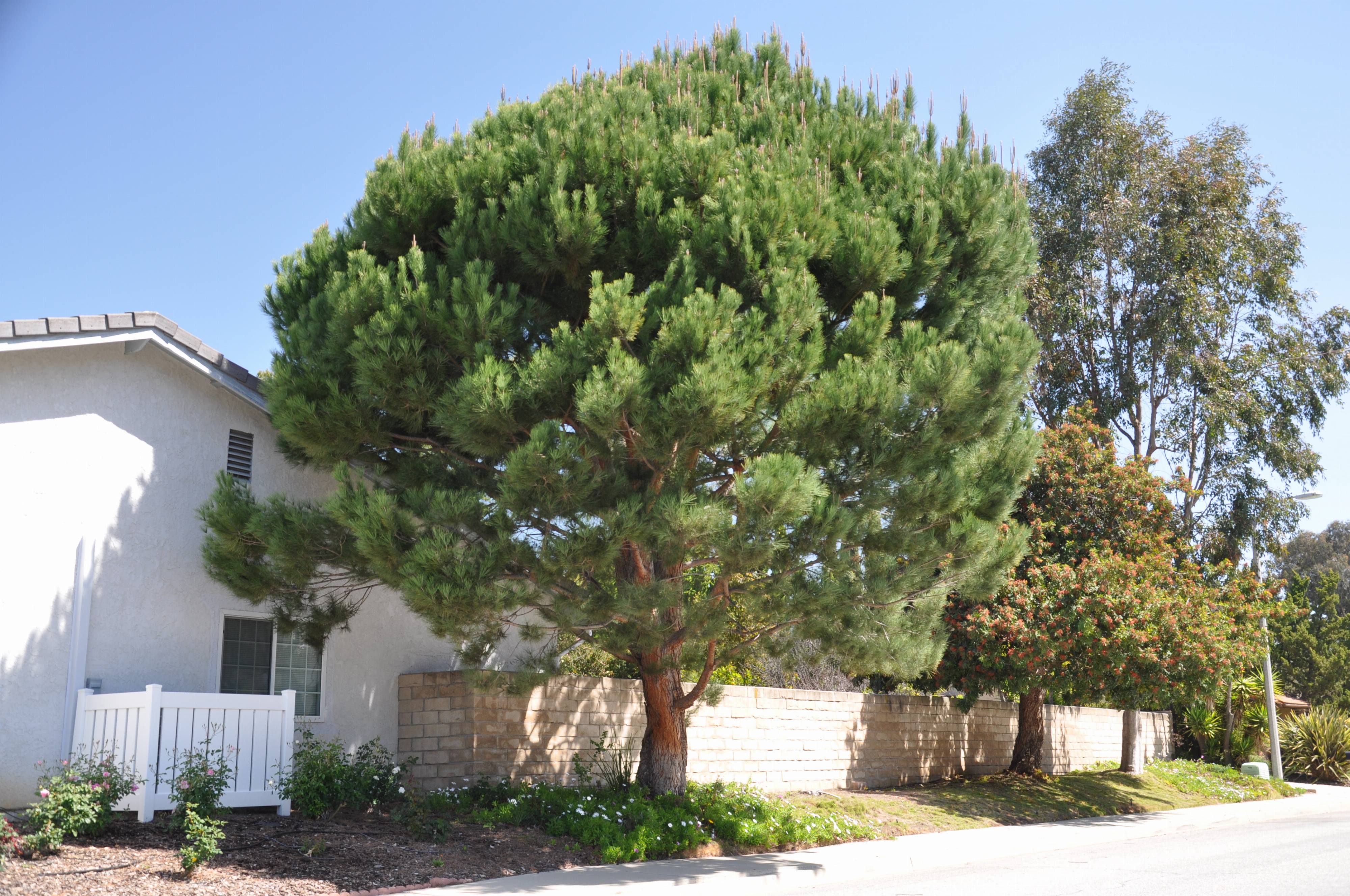 Итальянская пиния фото - DelaDom.ru