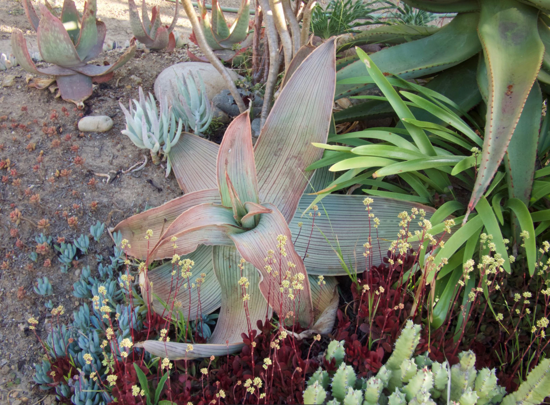 Aloe striata ssp. karasbergensis - Coral Aloe | PlantMaster