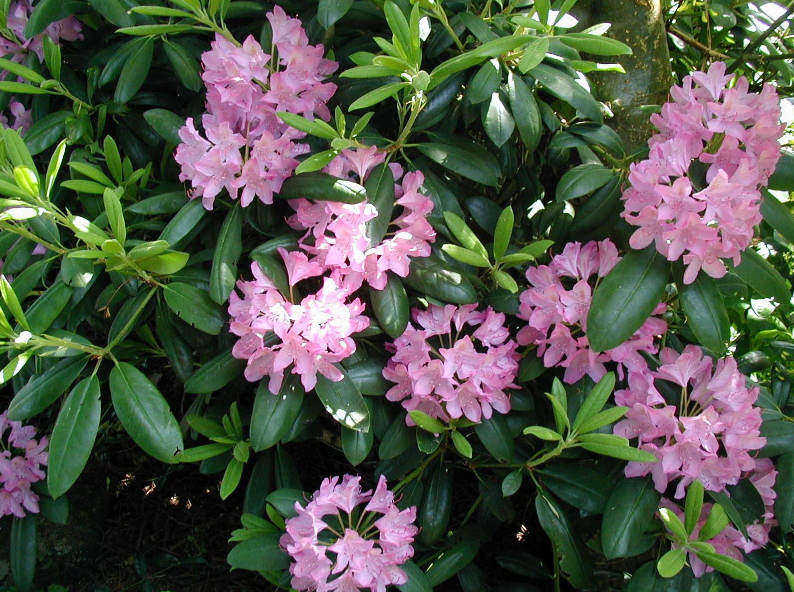 Rhododendron catawbiense - Catawba Rhododendron | PlantMaster