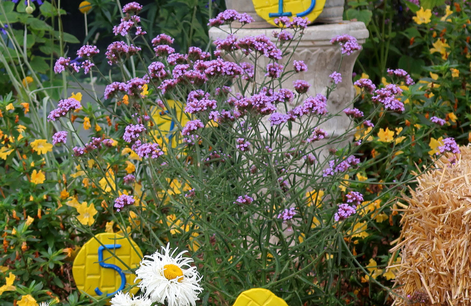 Verbena bonariensis 'Lollipop' - Lollipop Verbena | PlantMaster